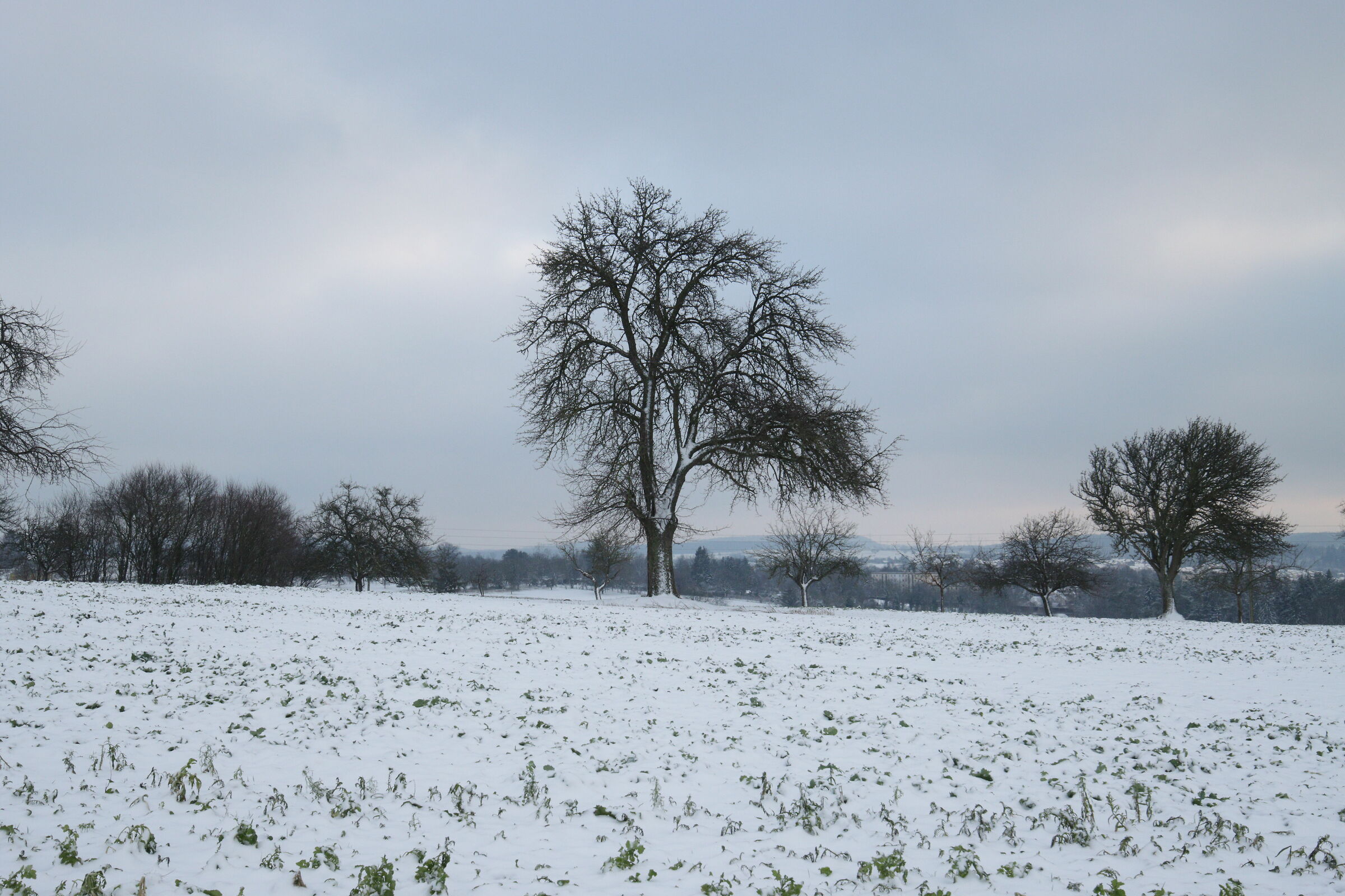 Albero innevato