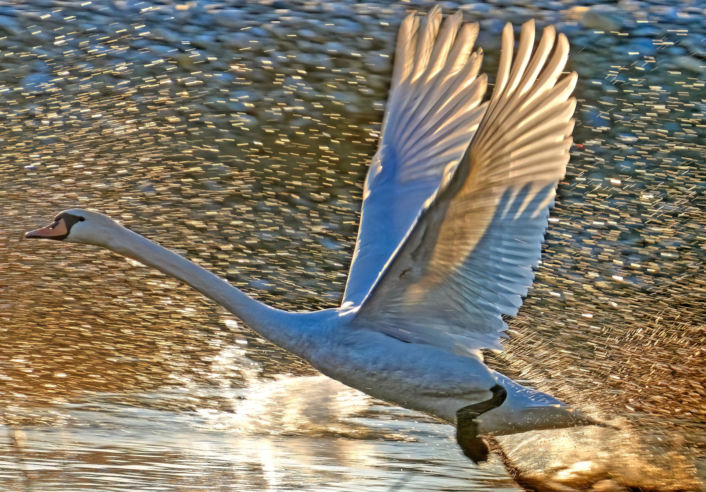 Il sole invernale,molto basso, ha trasformato l'acqua