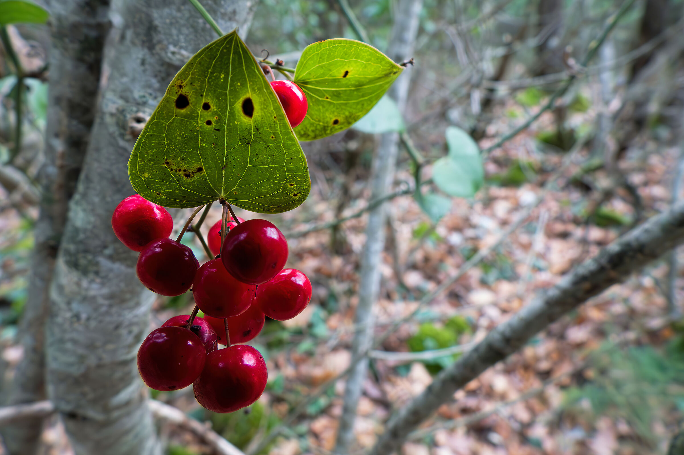Close-up set with Coolpix p1000 (47)