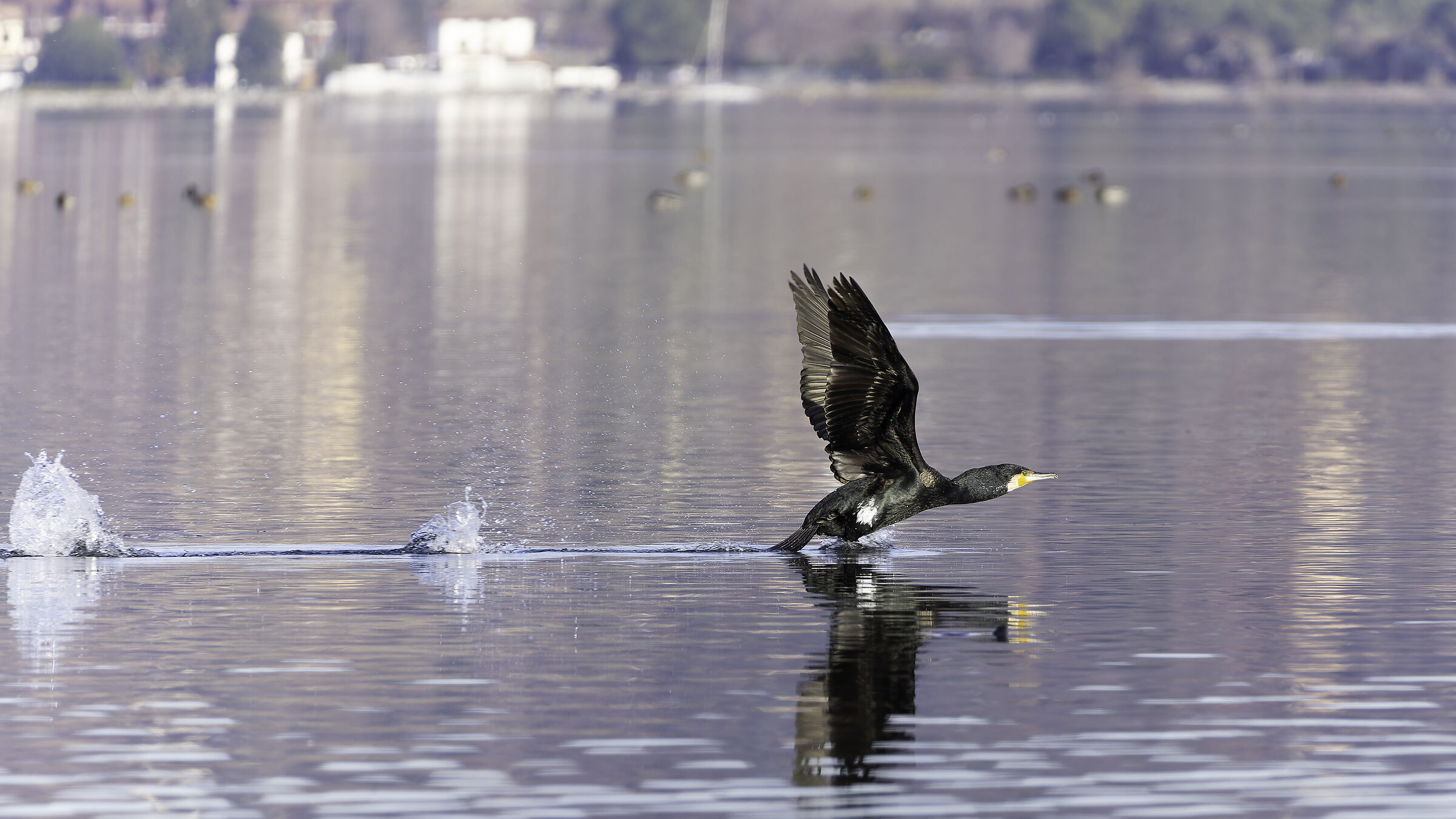 Cormorano in decollo