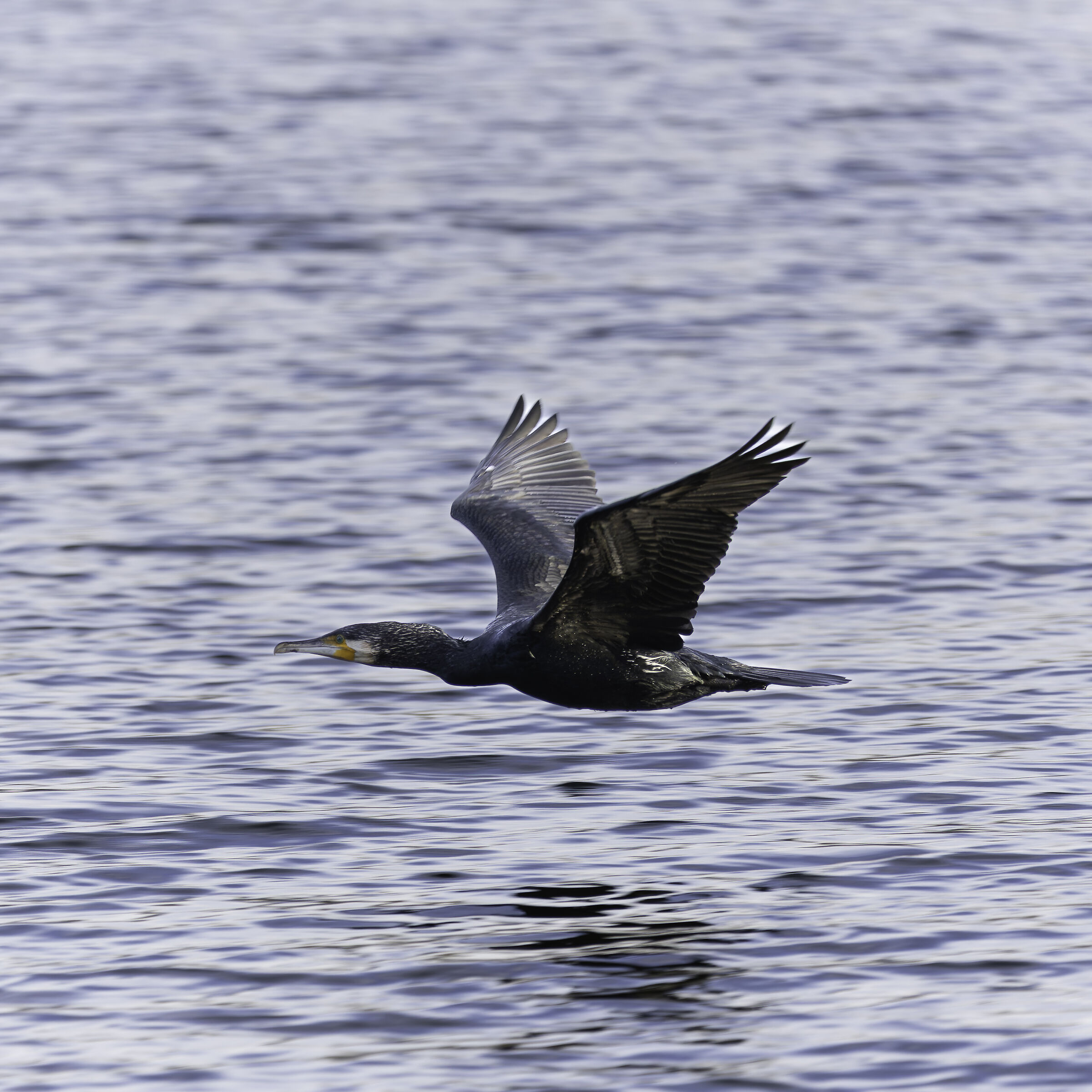 Cormorano in volo