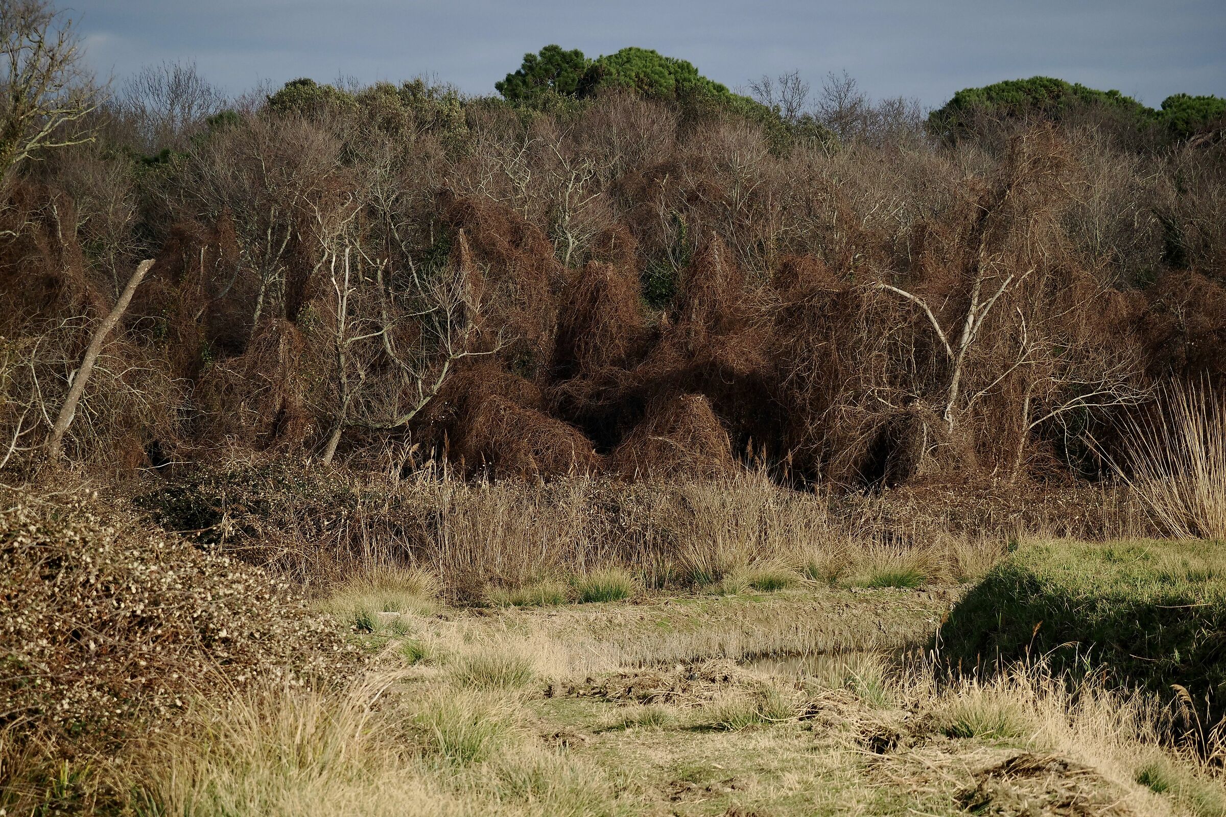 Vegetazione a Bocca di Serchio