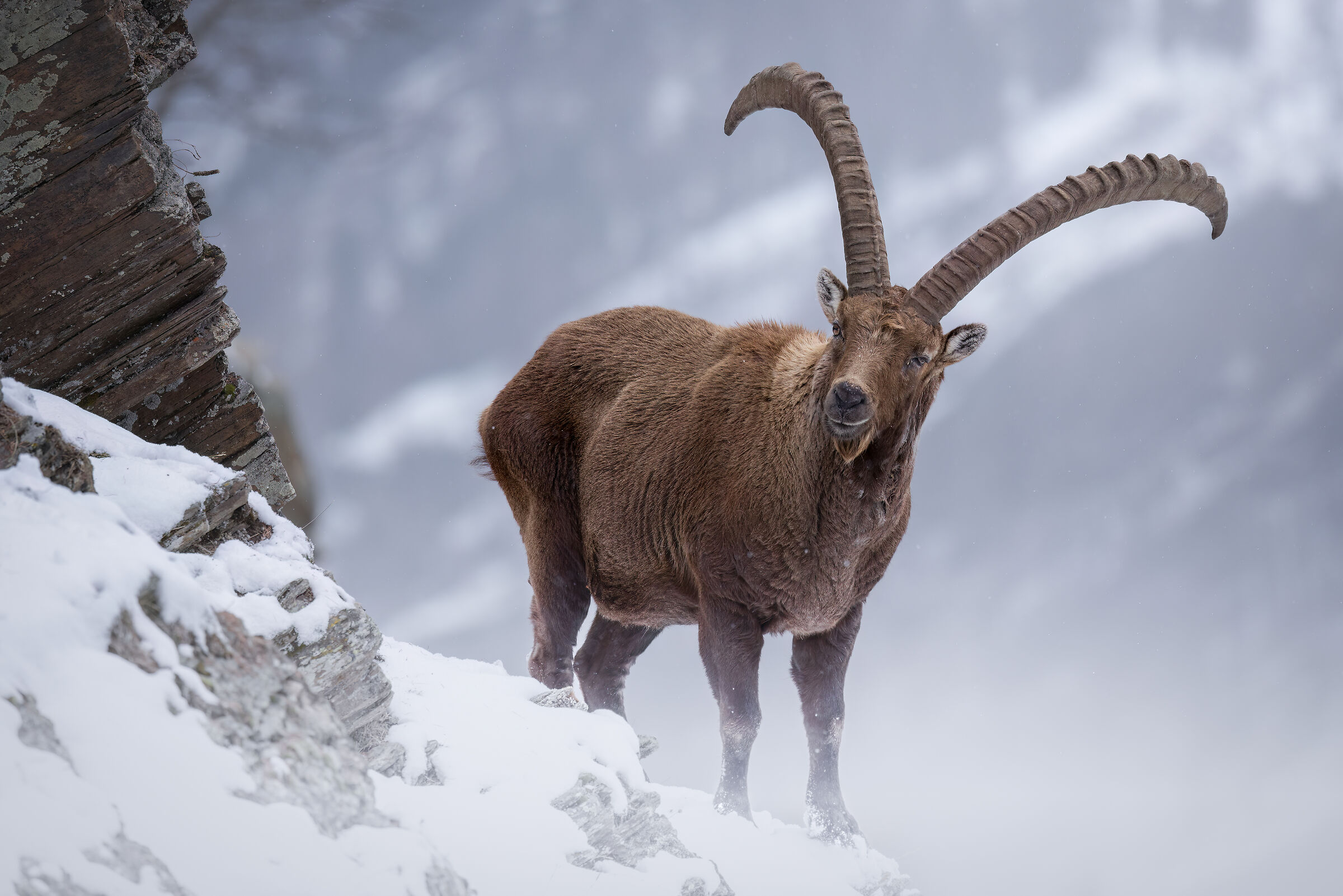 Capra ibex