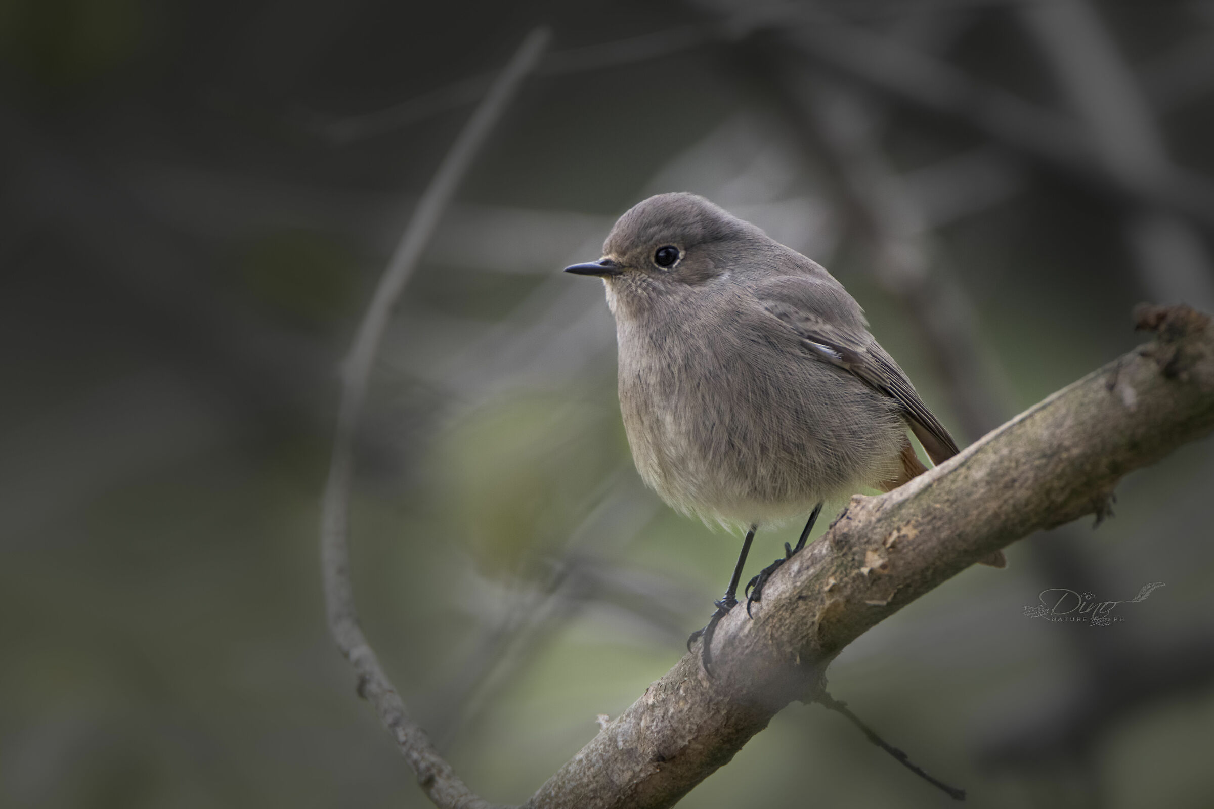 Redstart female chimney sweep
