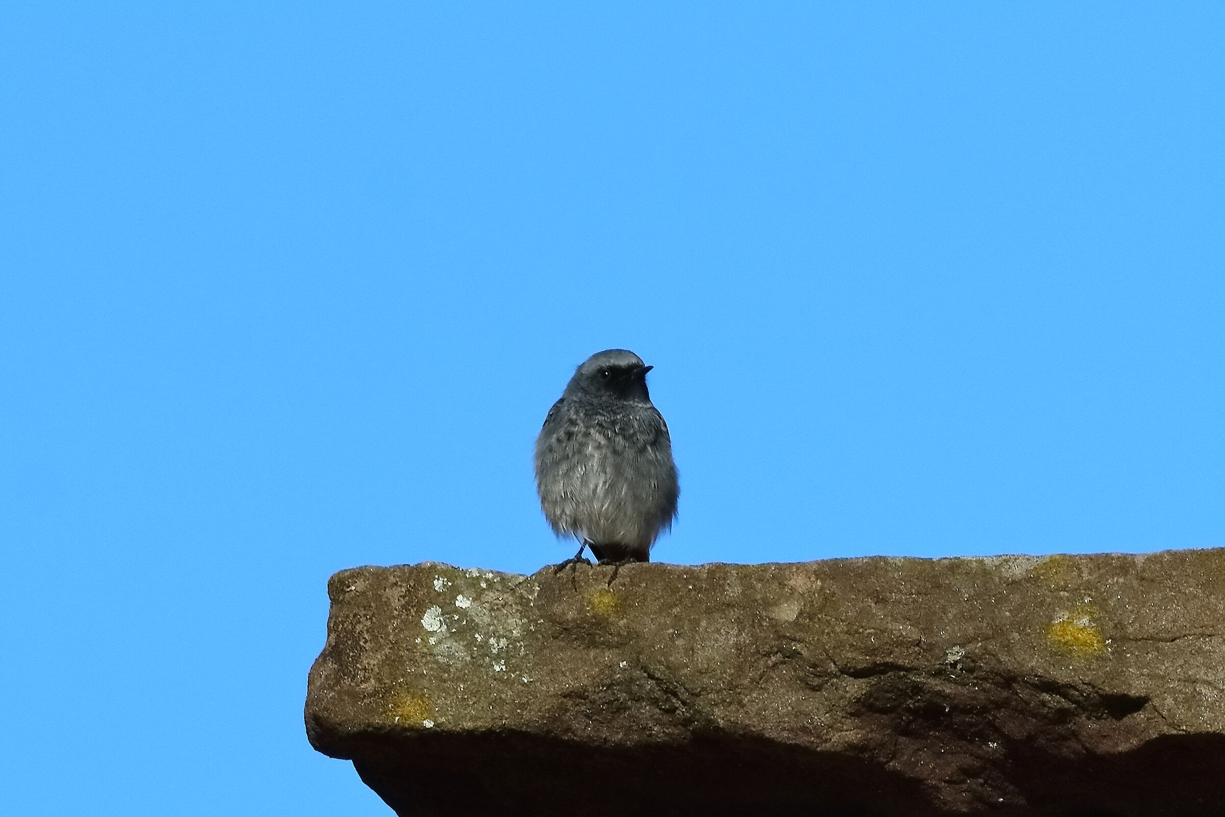 Redstart M 03-12-2023