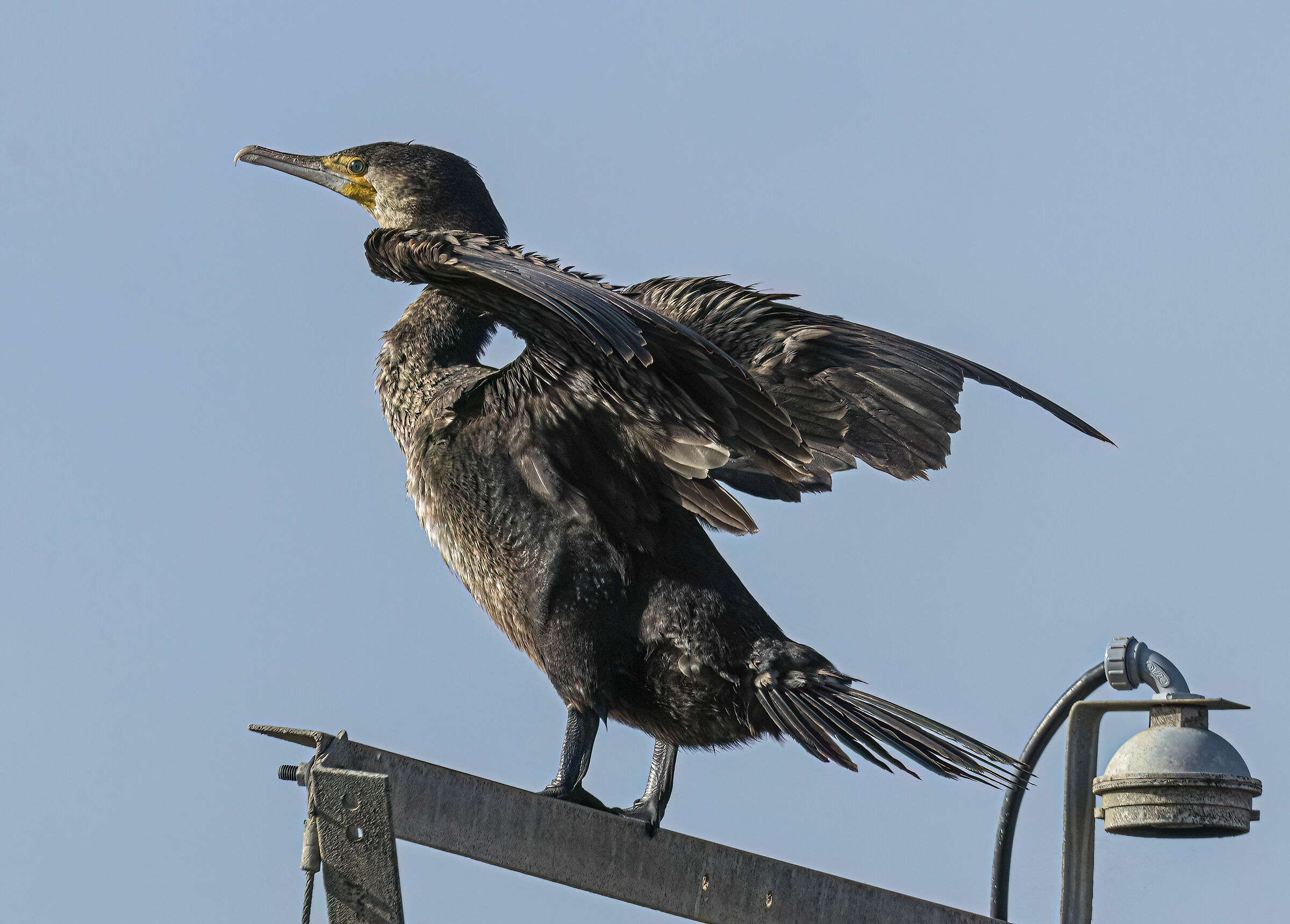 Cormorano a Maccarese