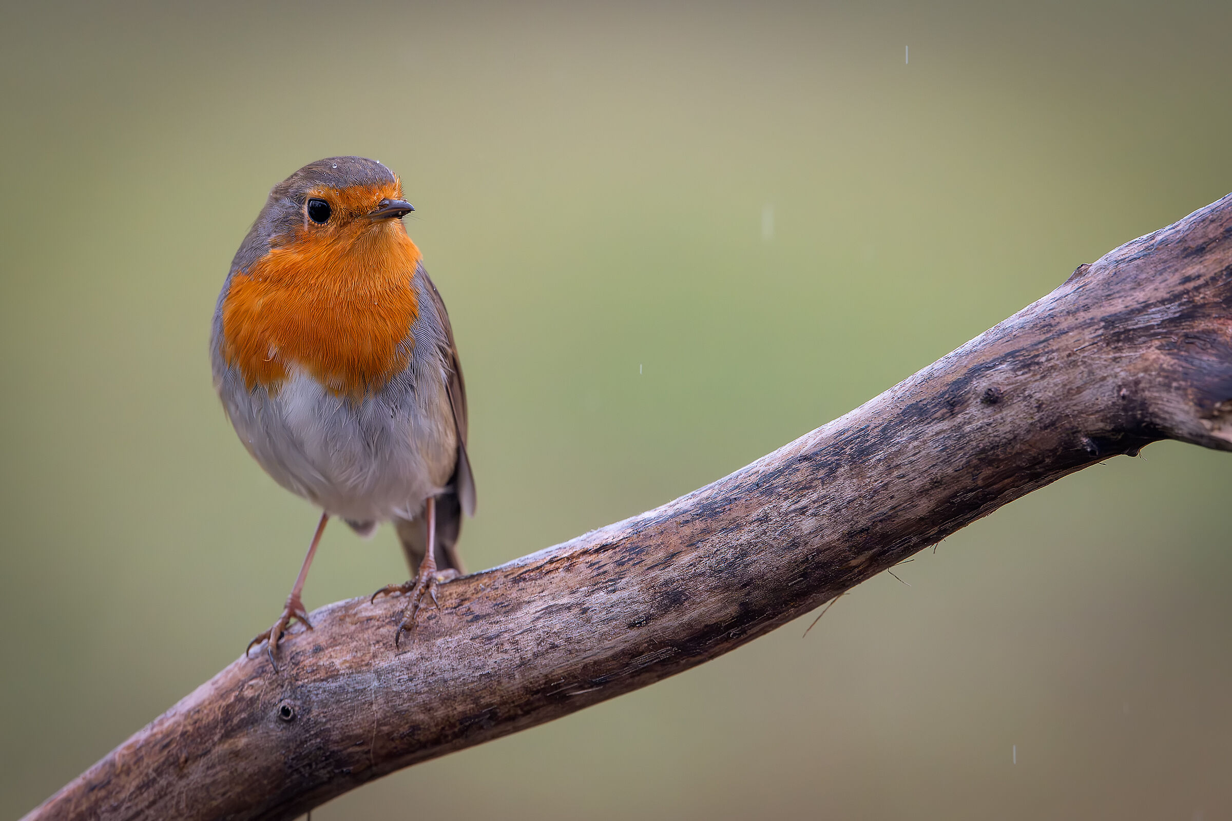 Robin