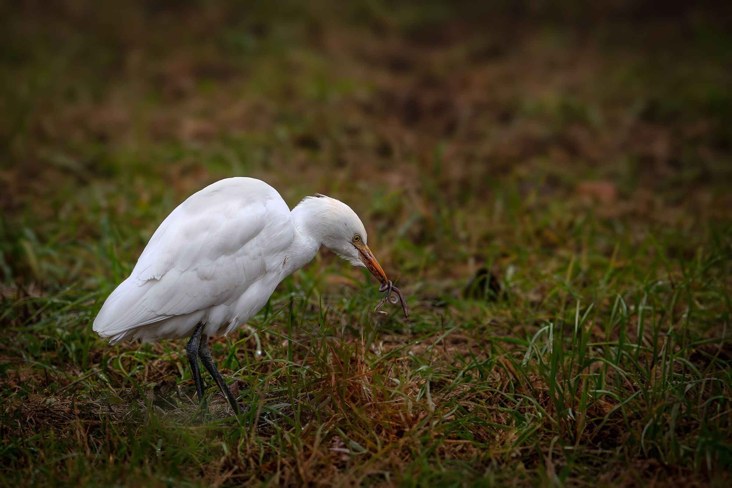 Cattle egret