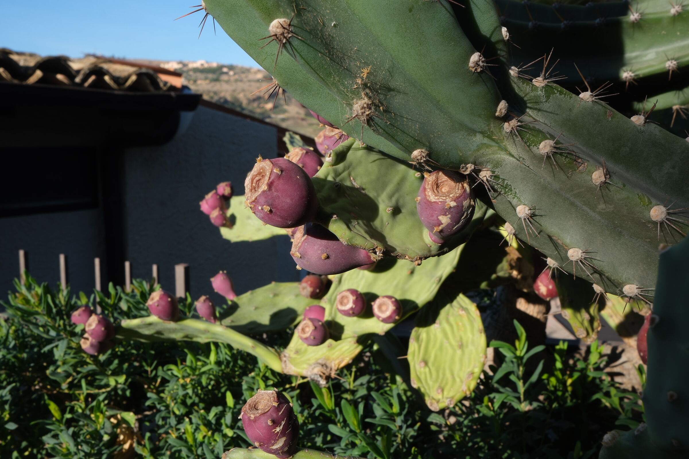 Vecchio fico d'india!