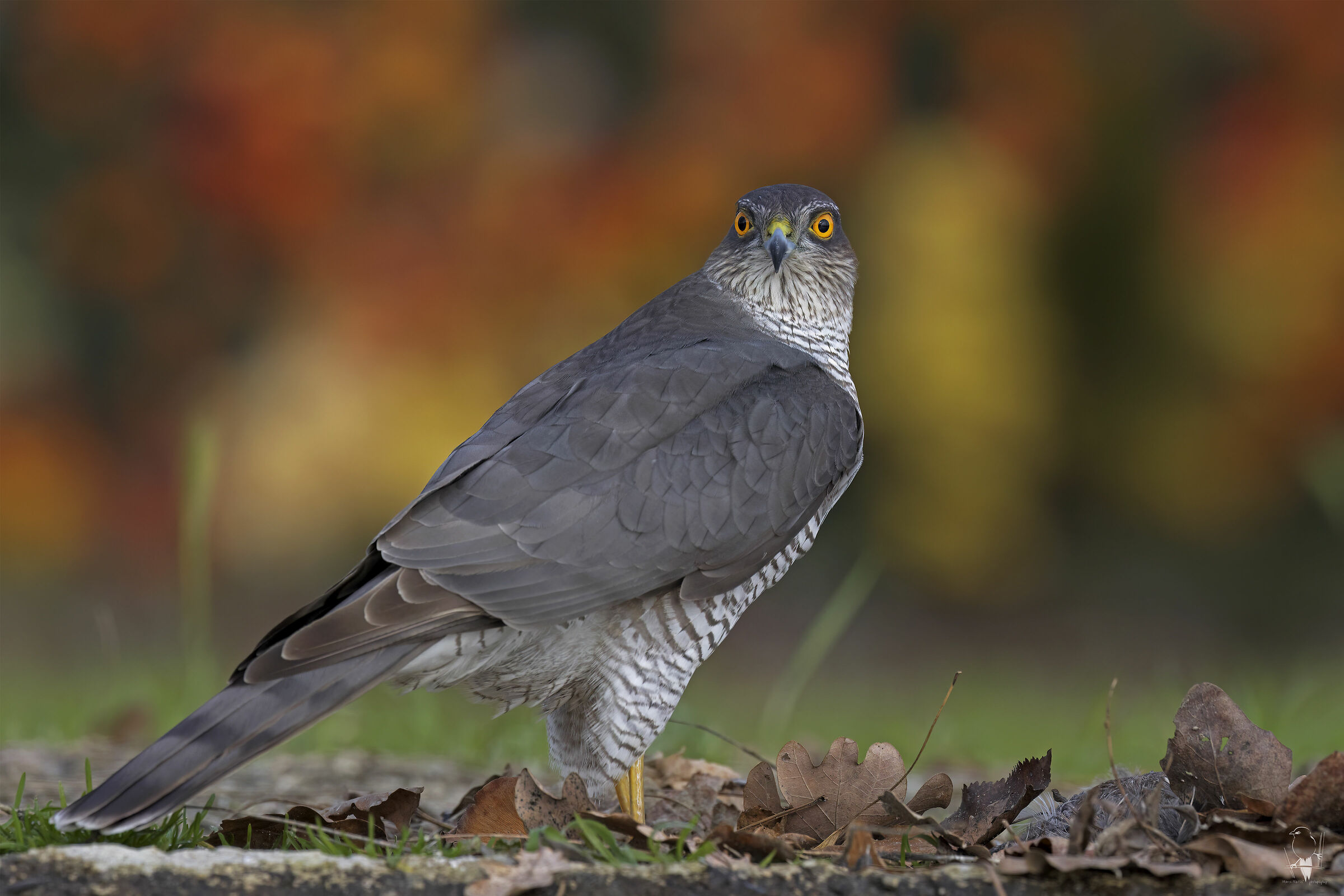 Sparviere &female; il mondo è a colori