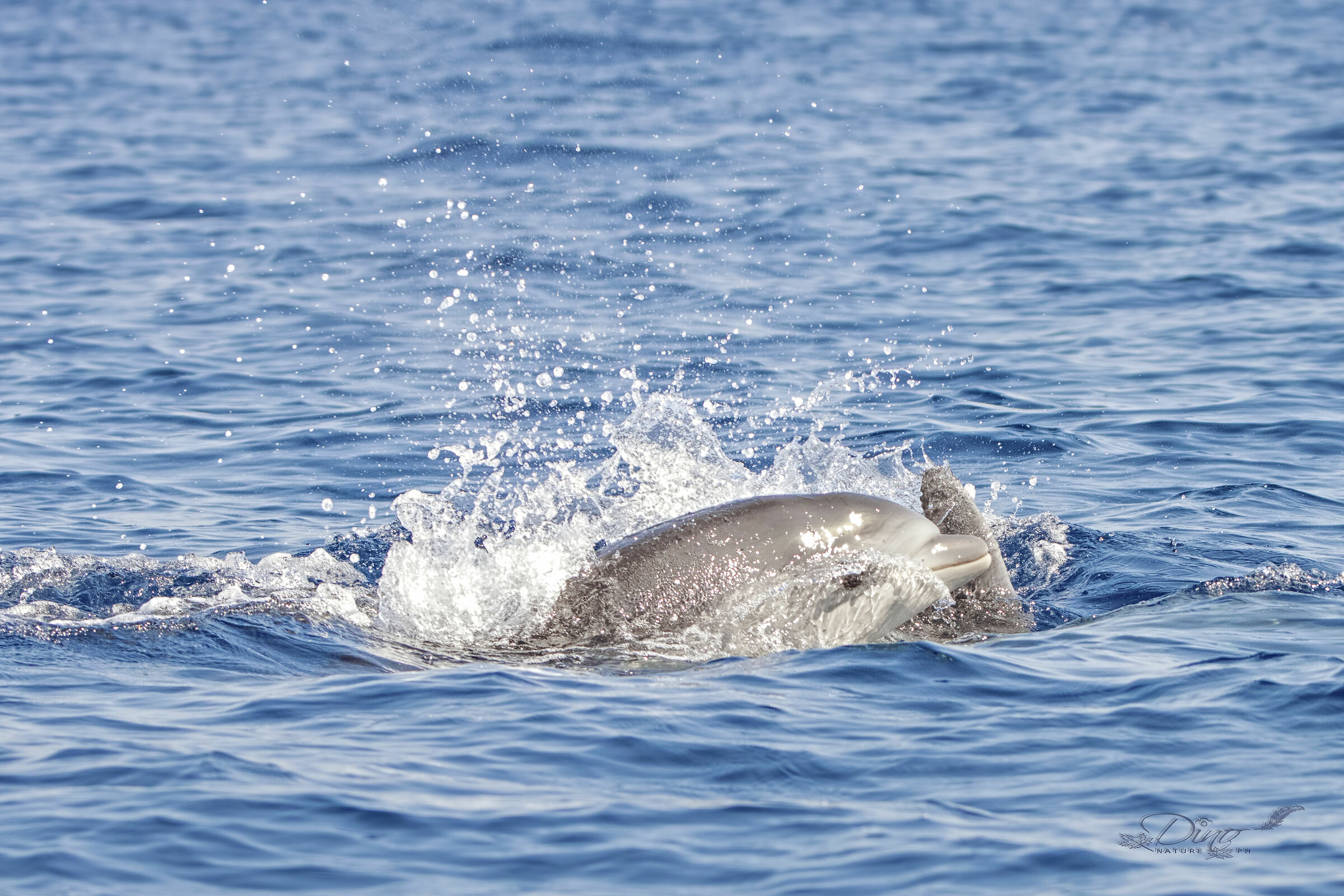 Bottlenose dolphin baby - 1