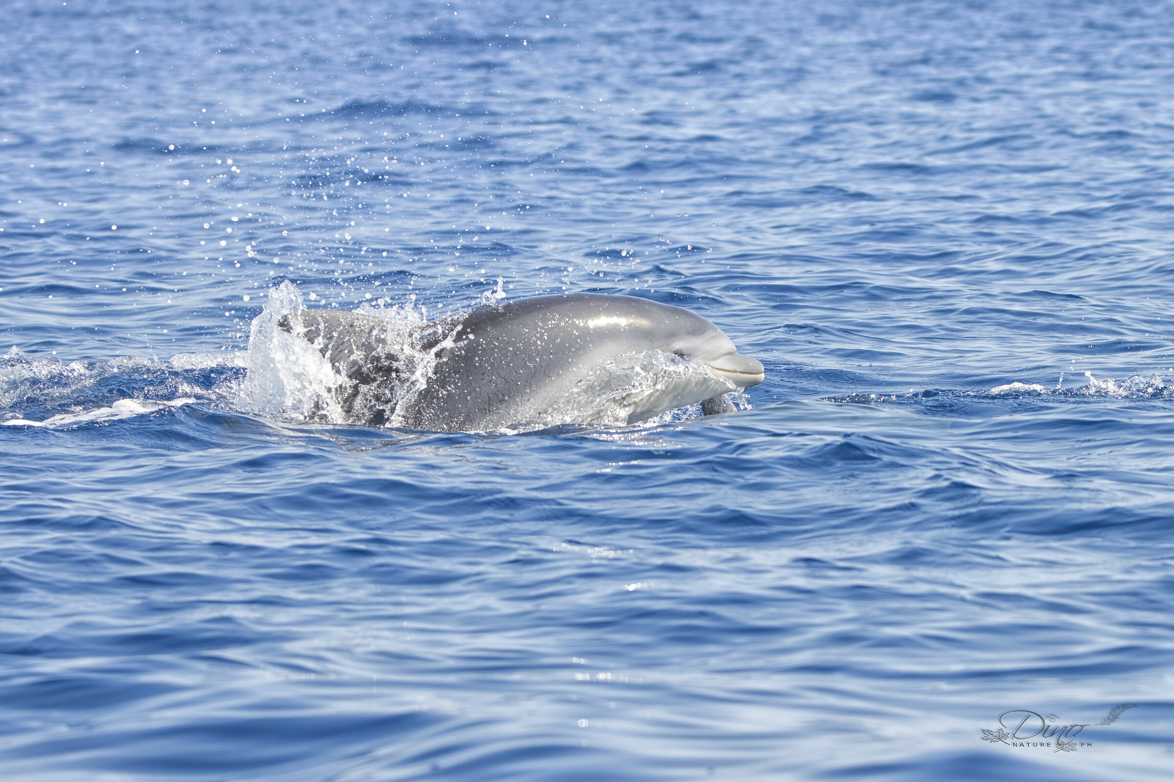Bottlenose dolphin baby - 2
