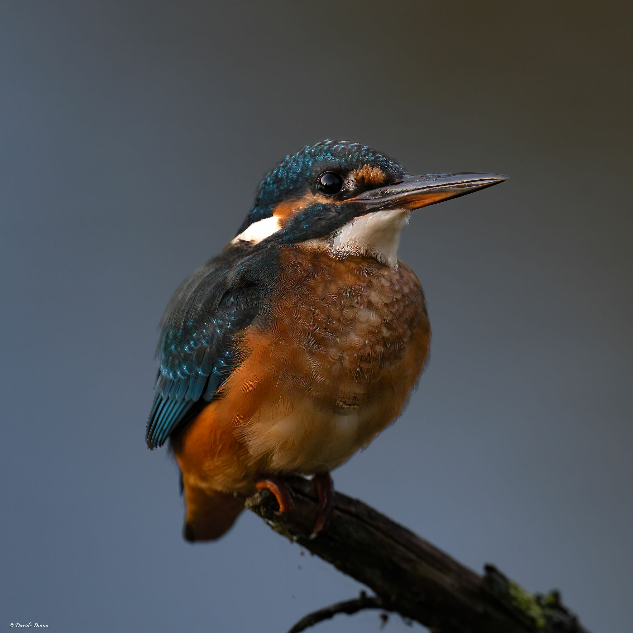 Kingfisher