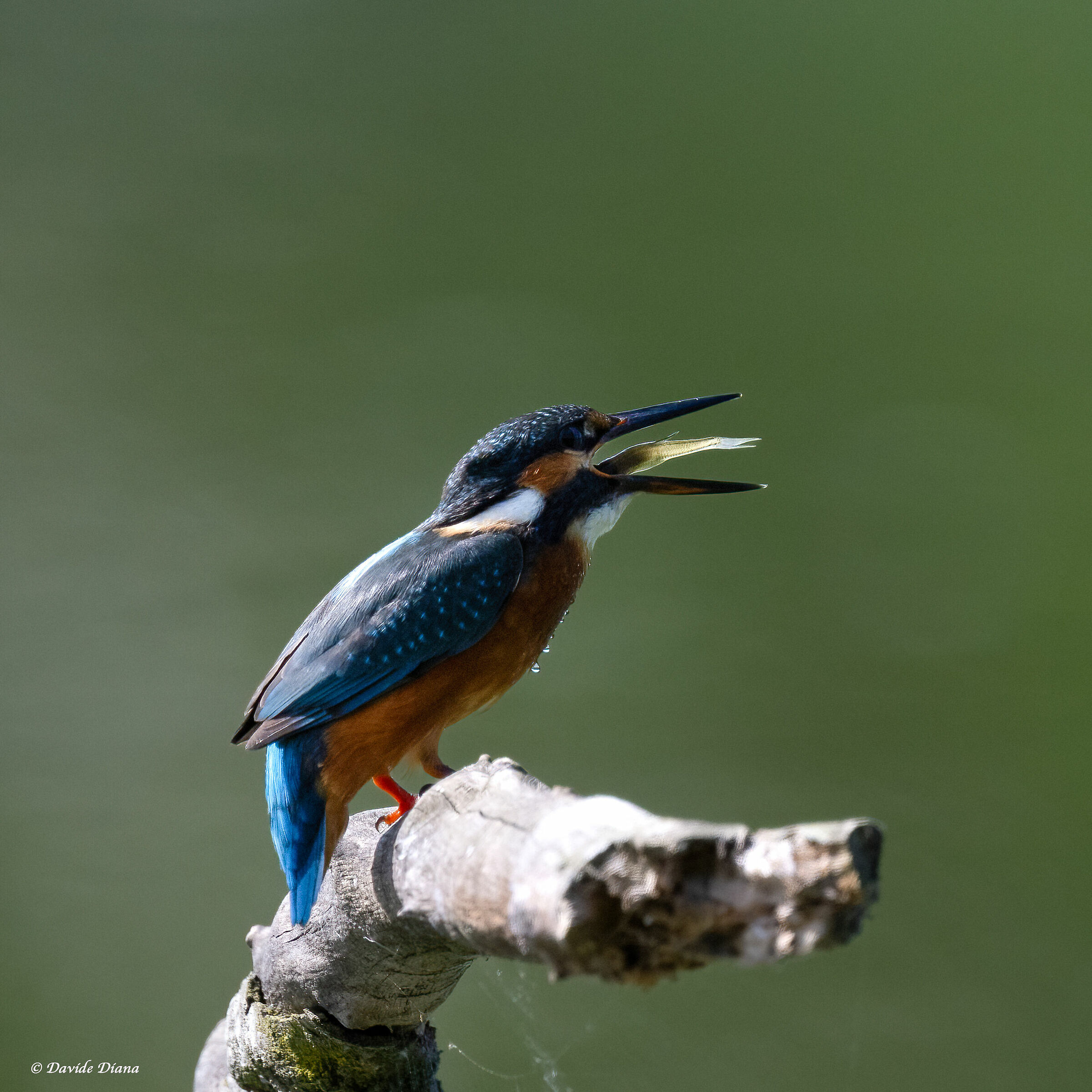 Kingfisher