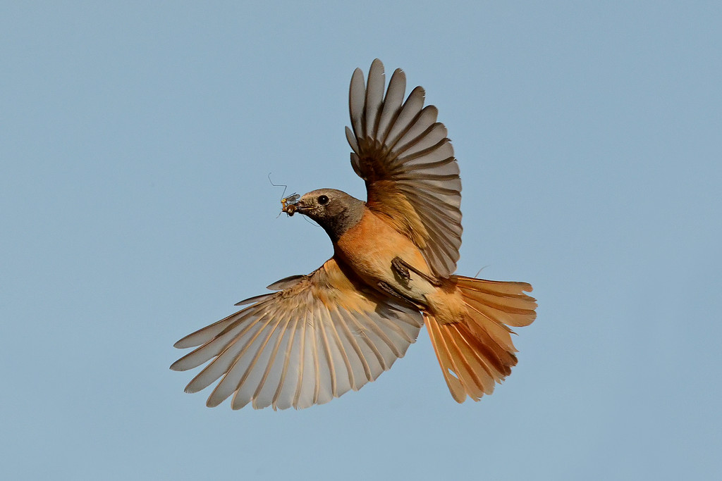 Codirosso con imbeccata