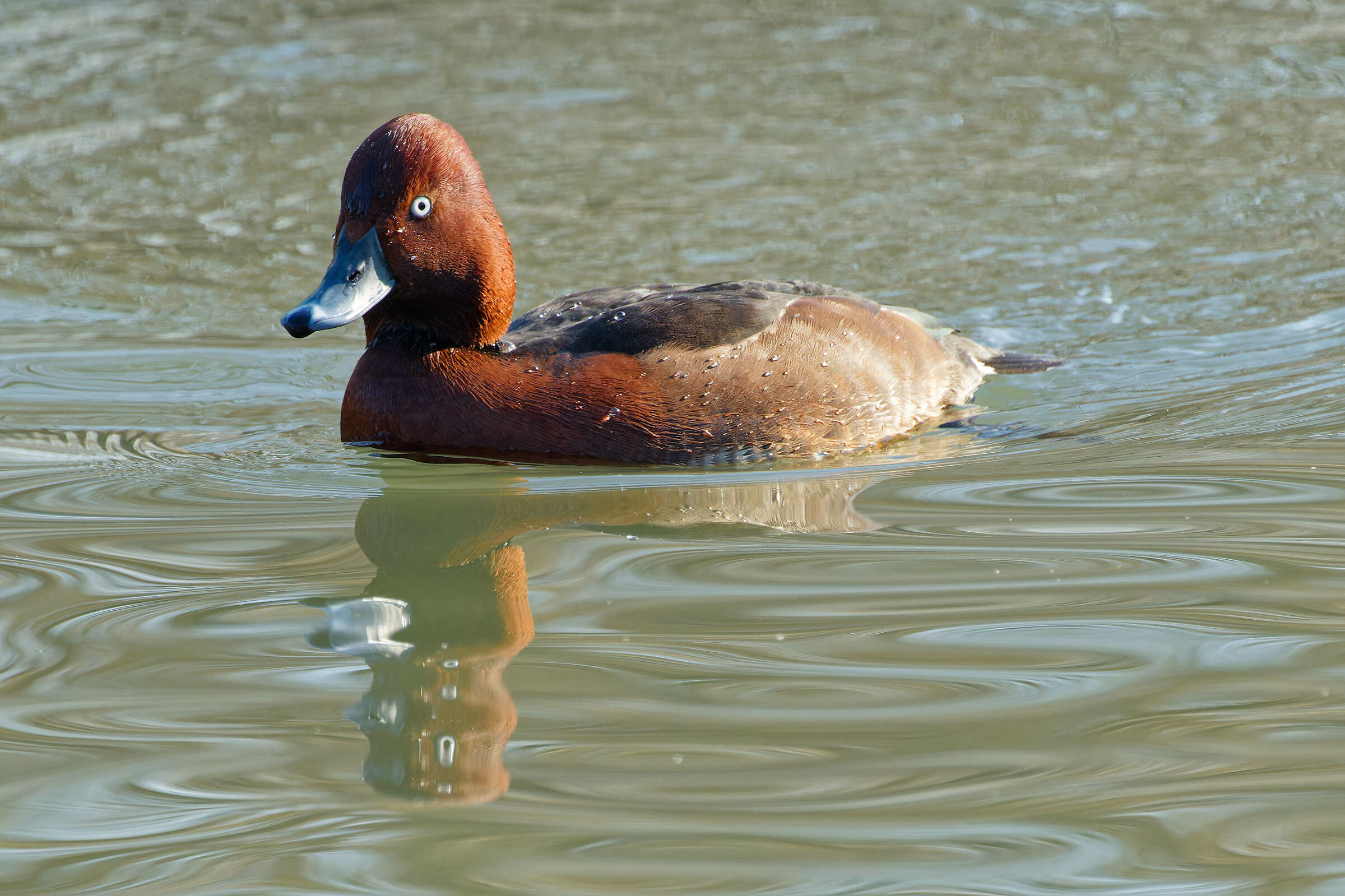 Ferruginous duck
