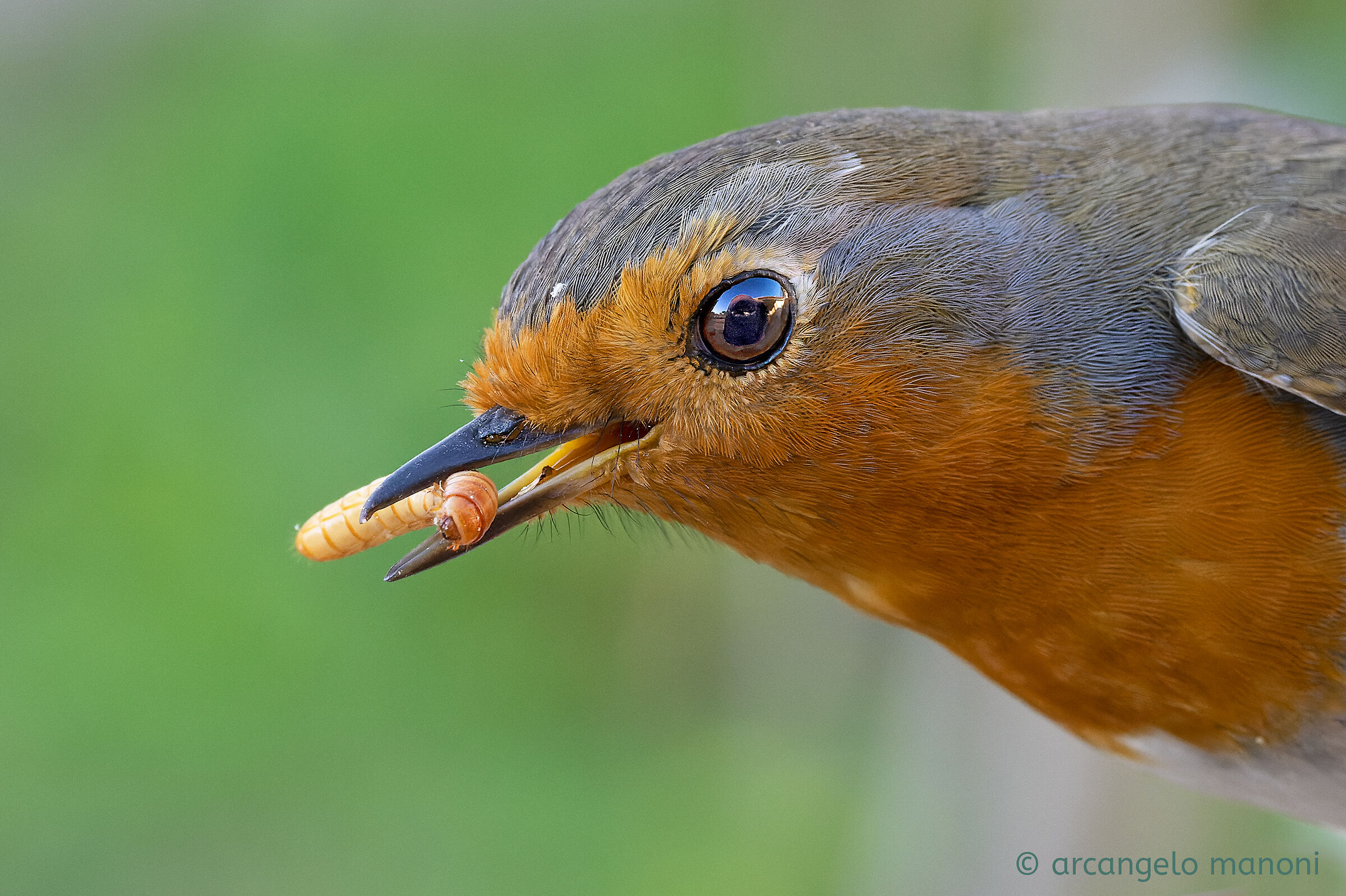 My shed in your eyes