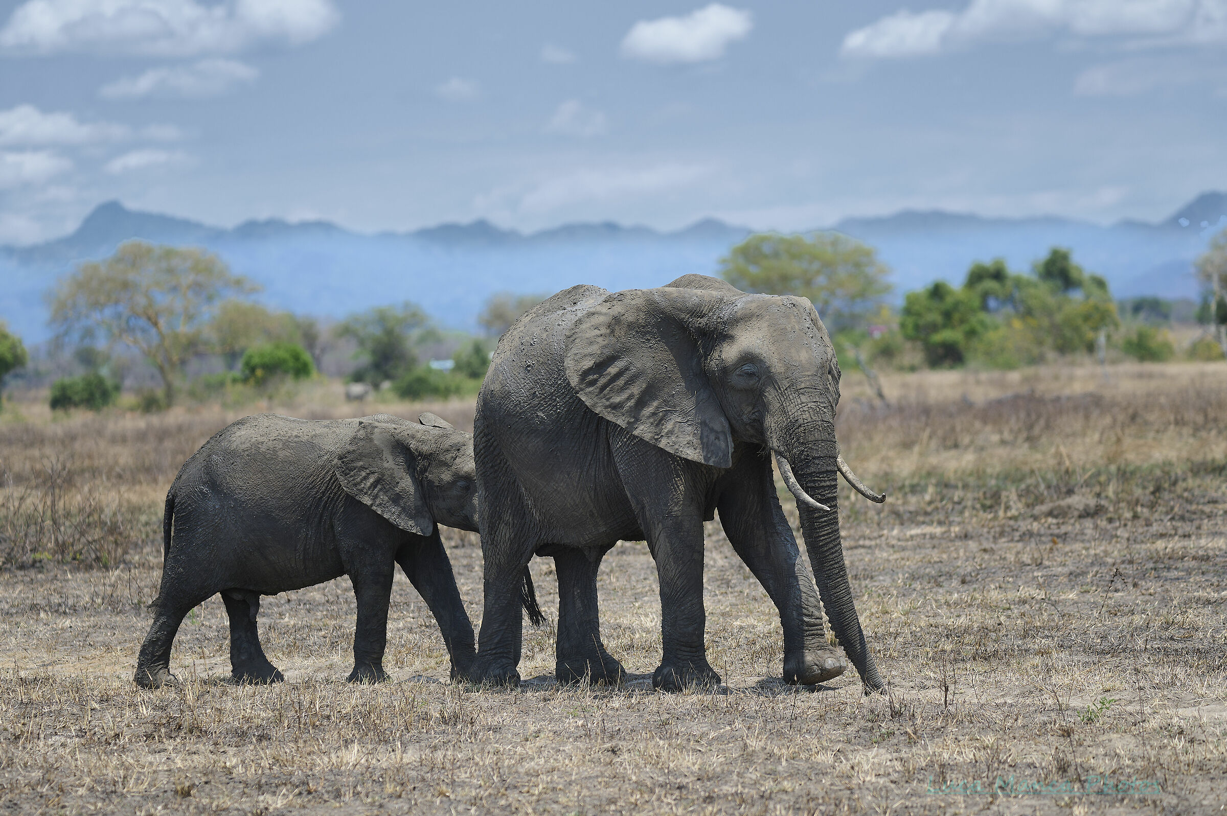 Walking through the savannah