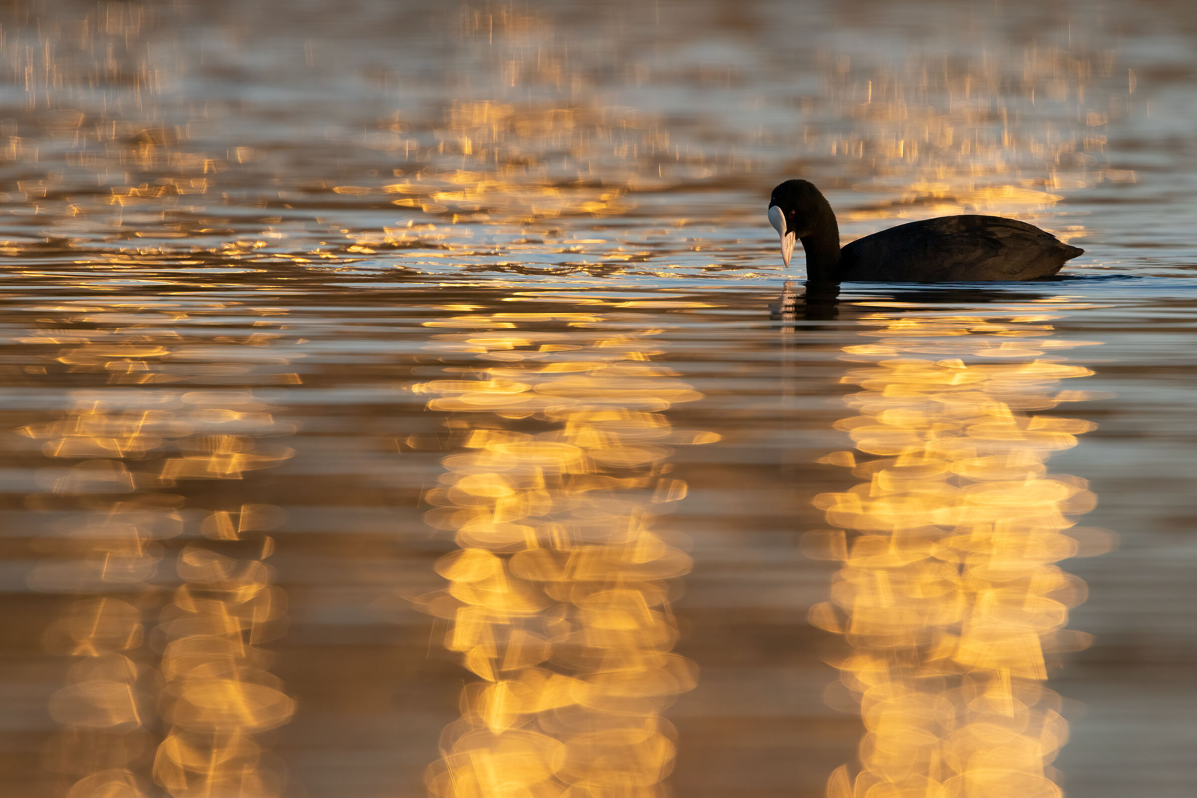 The Coot in the glow of the city