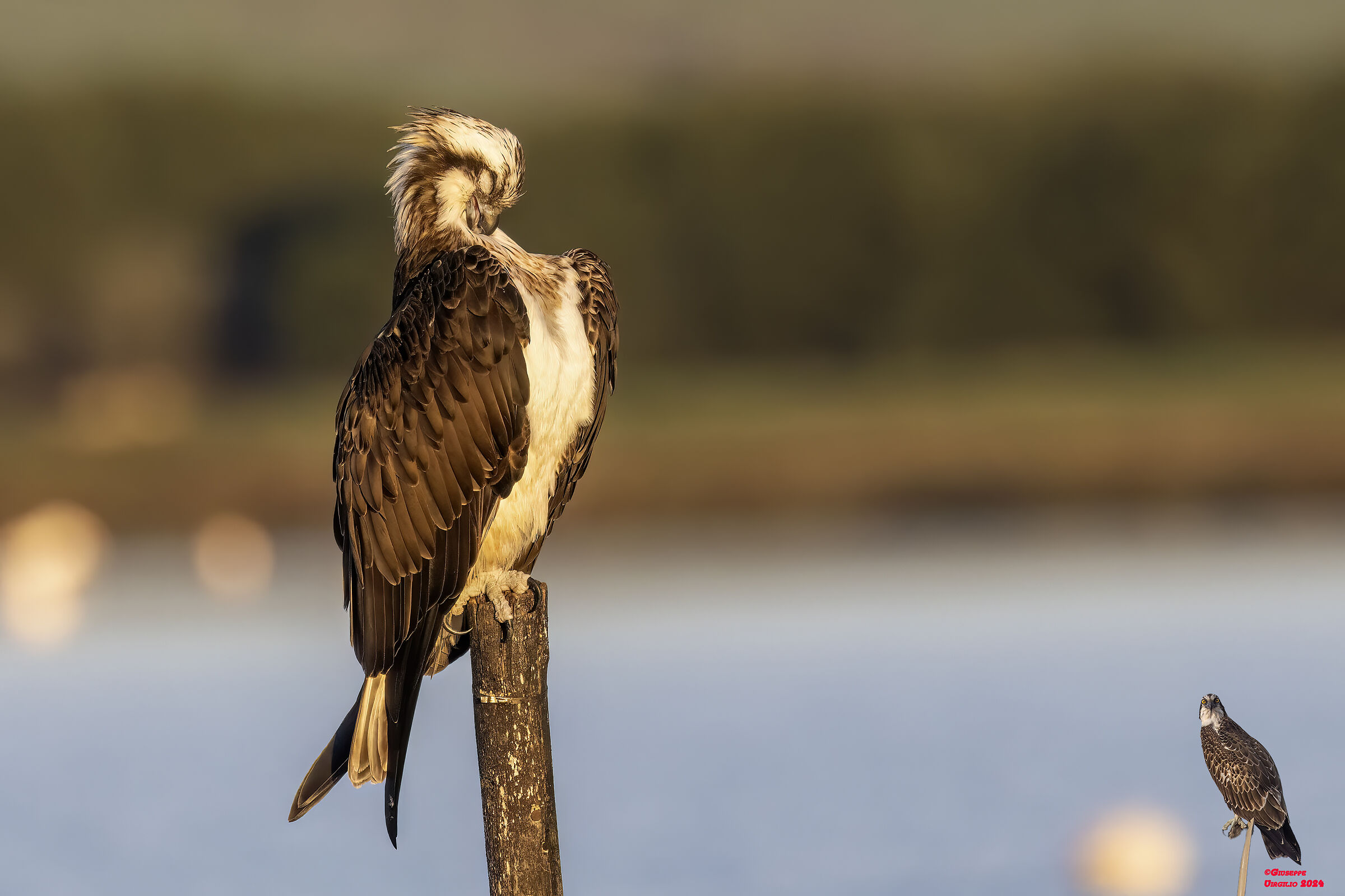 Osprey (Sardinia) 2024