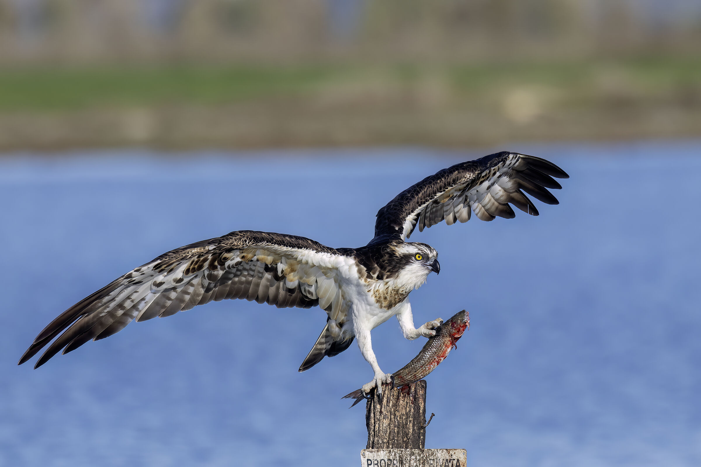 Osprey (Sardinia) 2024