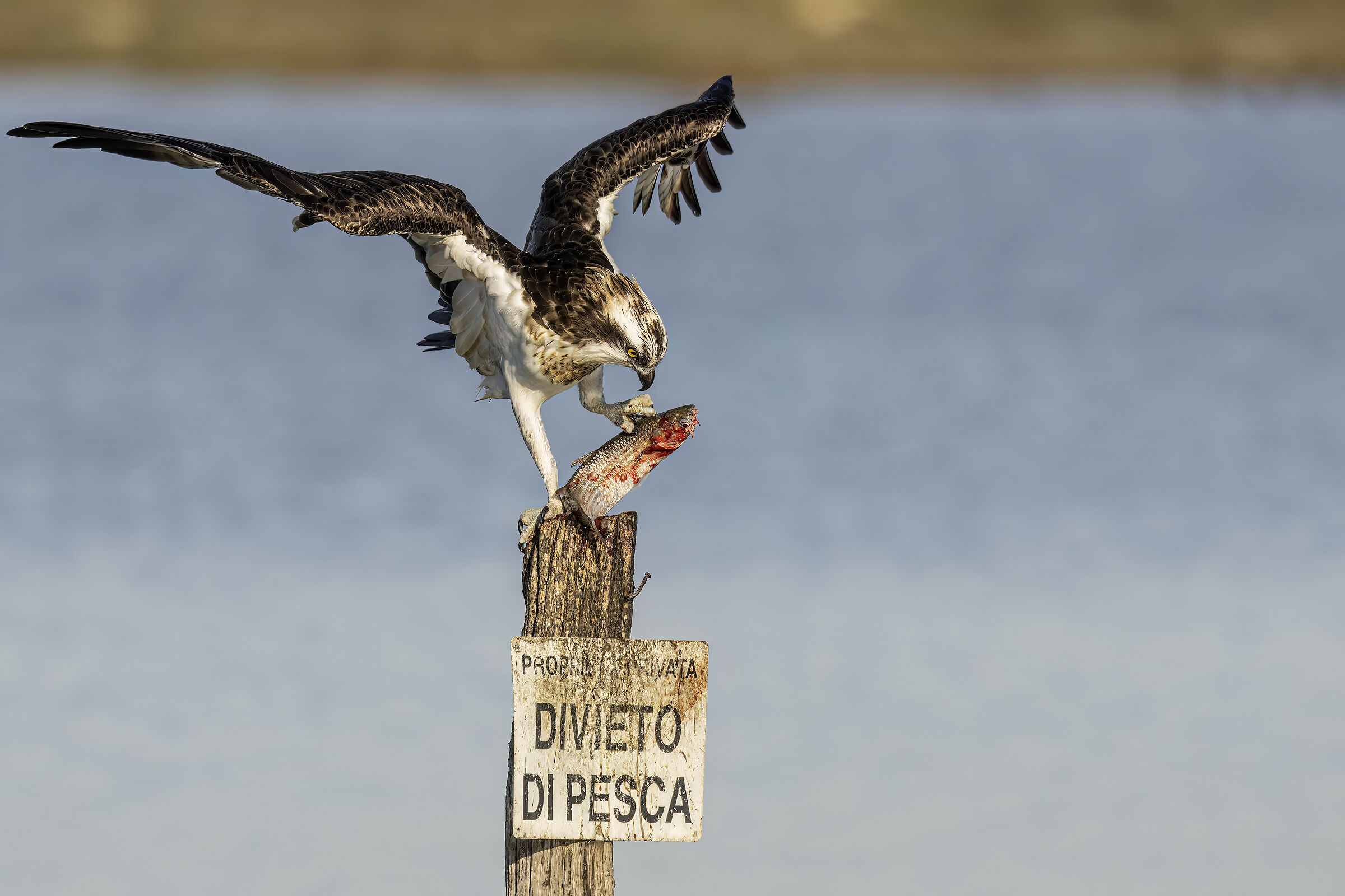 Osprey (Sardinia) 2024