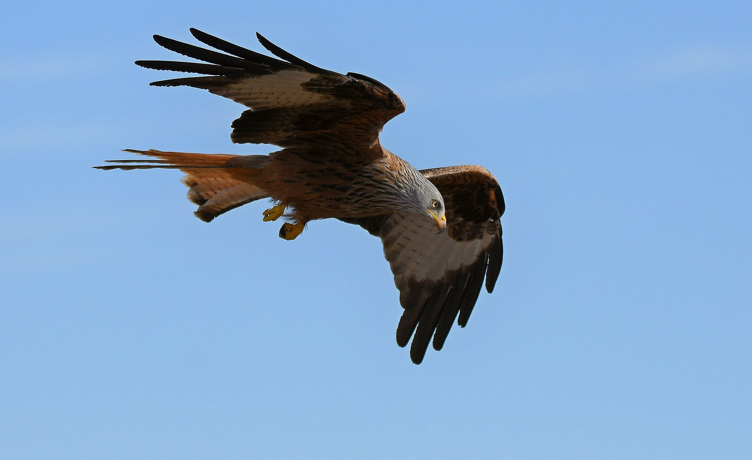 Il volo regale del nibbio