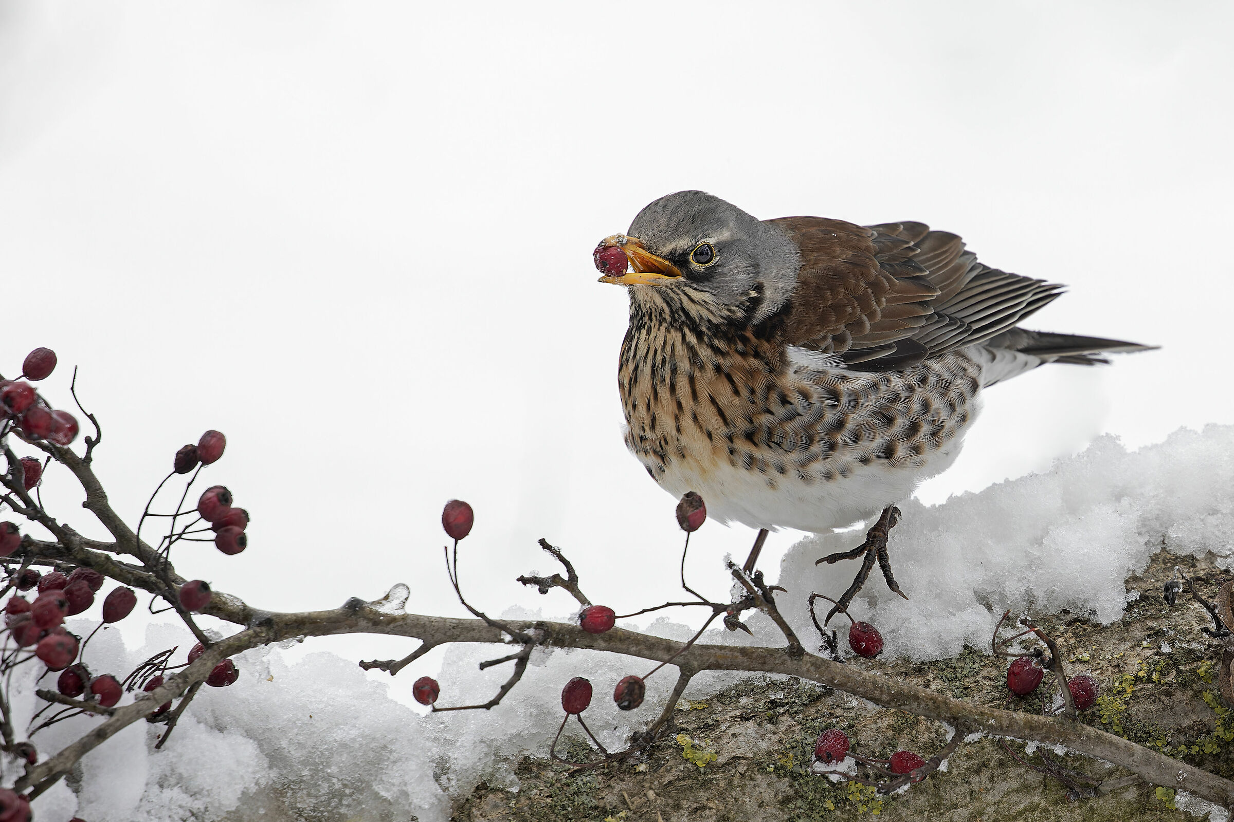 Fieldfare