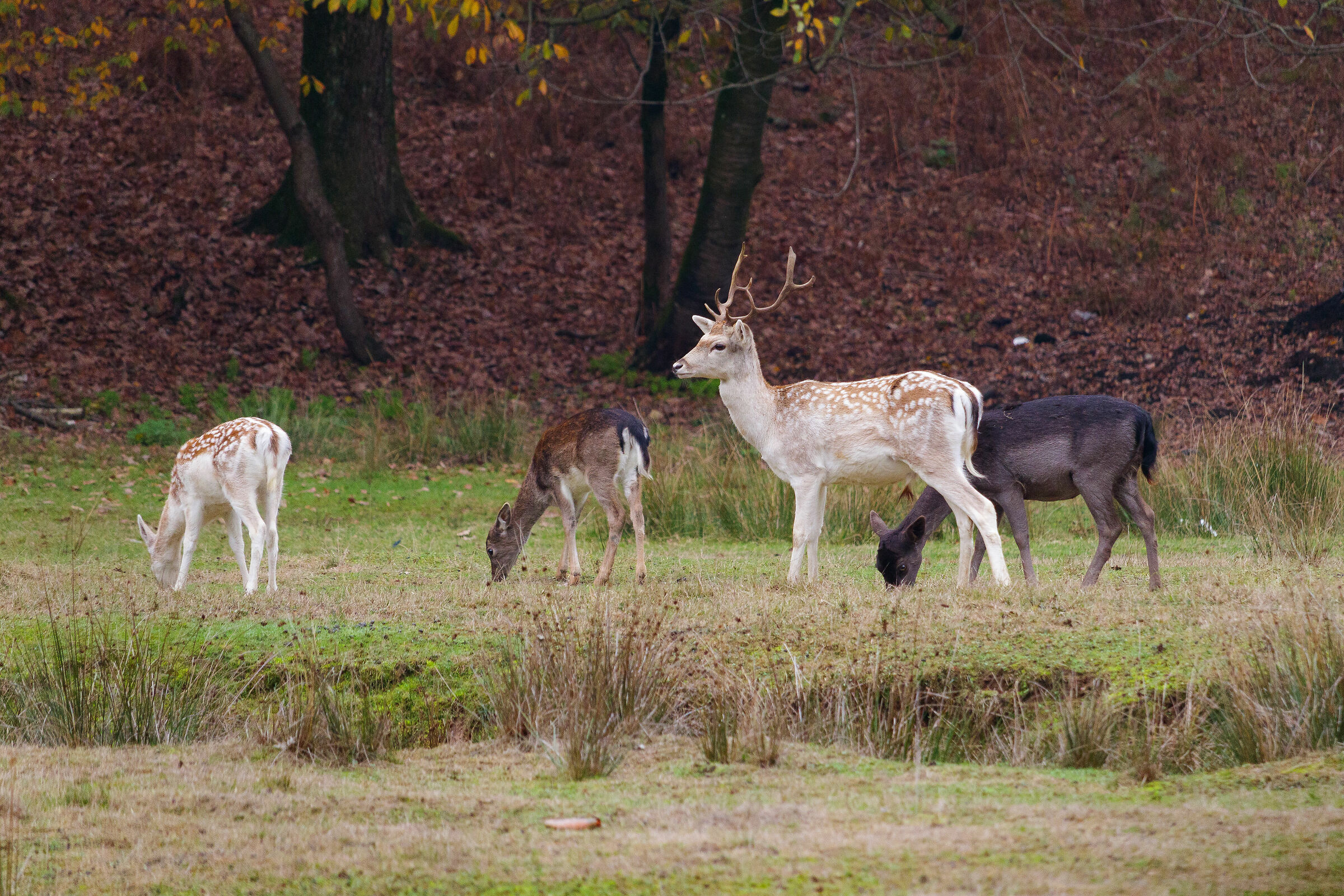 Cerbiatti Lago Azzurro Lentate