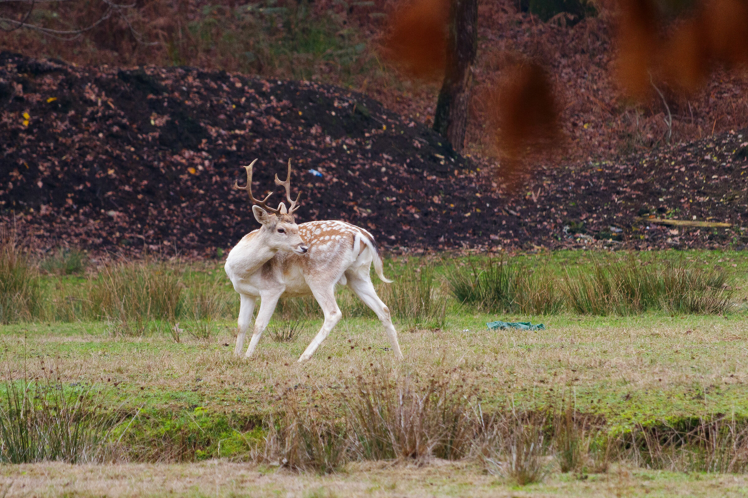 Cerbiatto Lago Azzurro Lentate