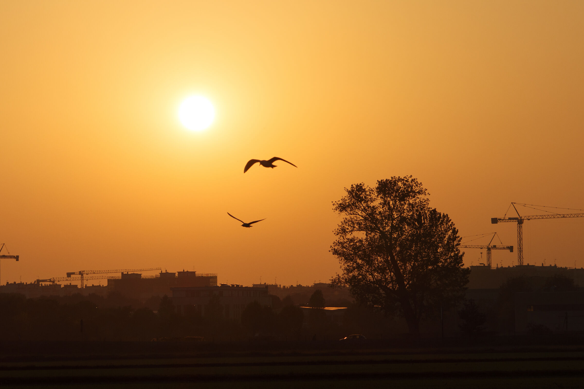 Tramonto in Martesana con gabbiani 1