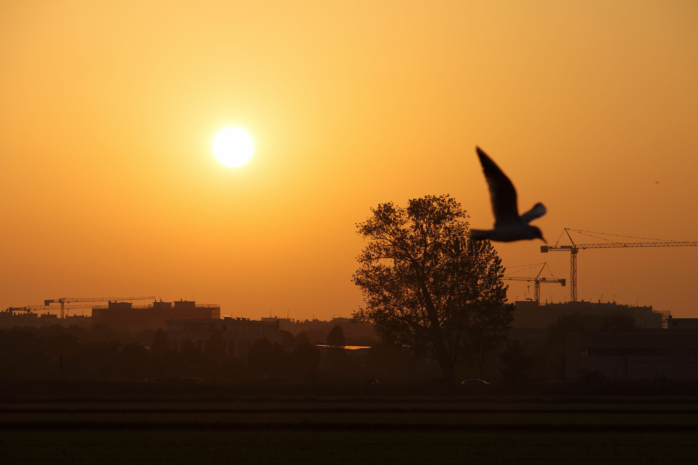 Tramonto in Martesana con gabbiani 2