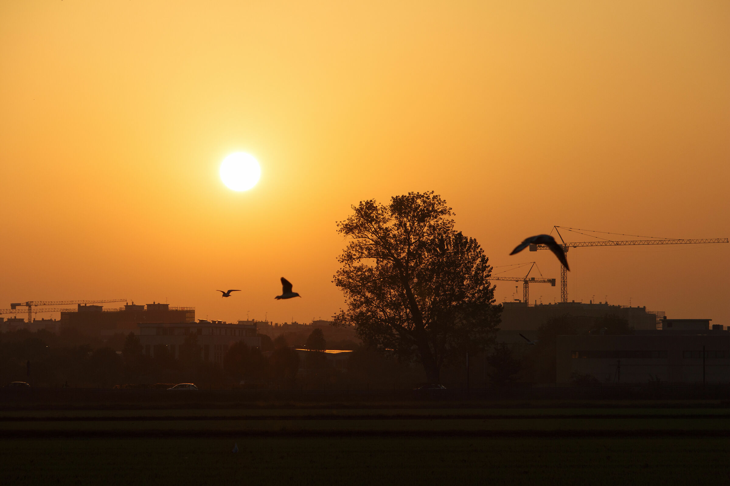 Tramonto in Martesana con gabbiani 3