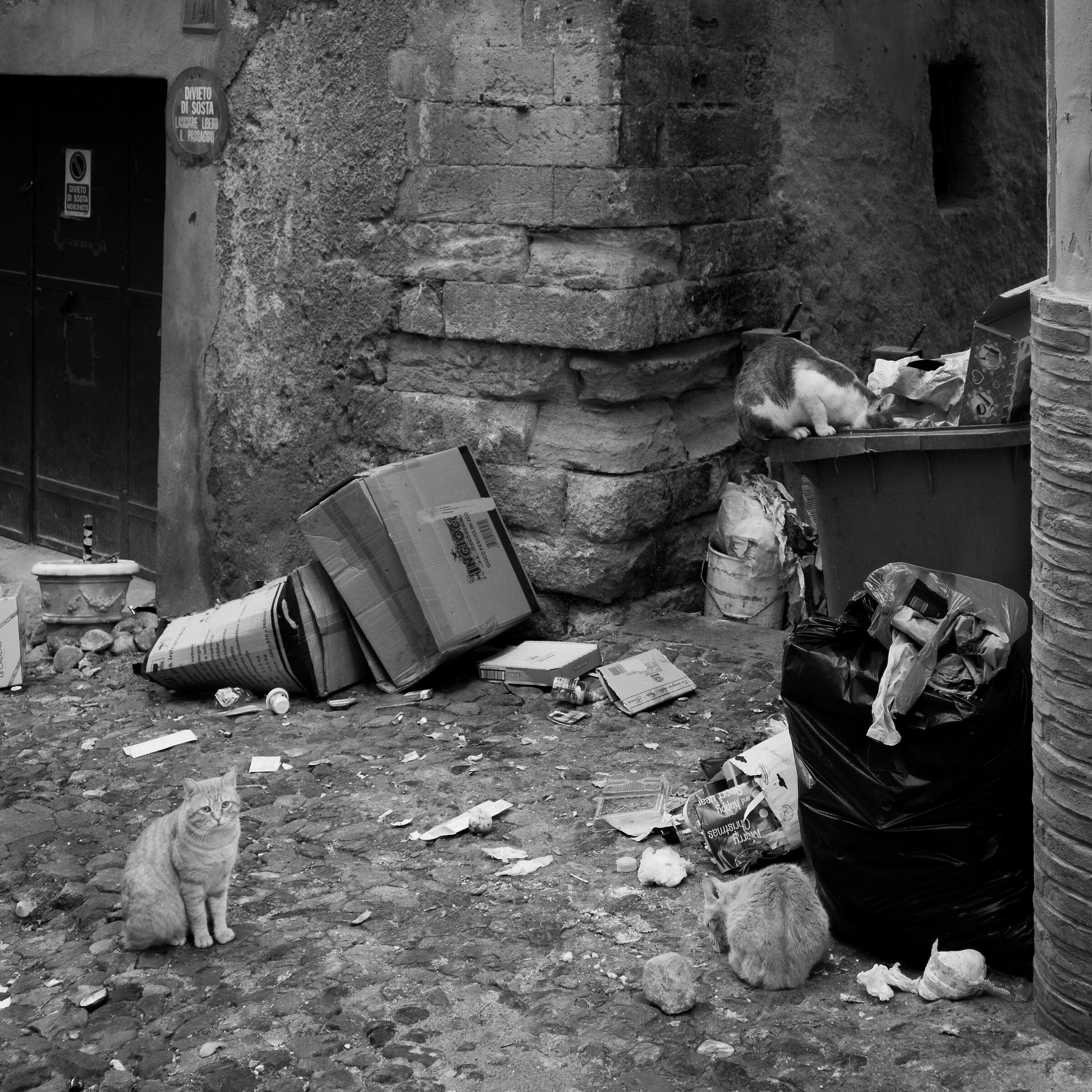 Ristorante per gatti