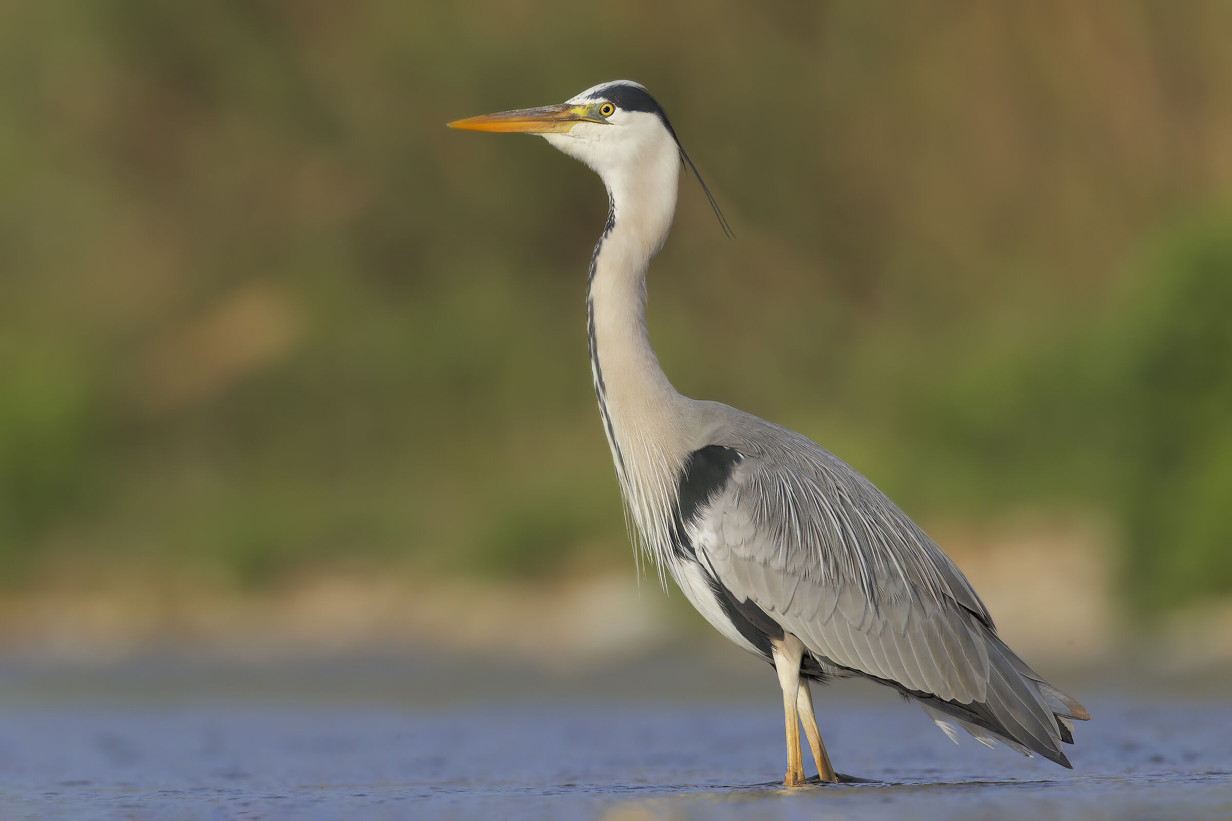 Grey heron