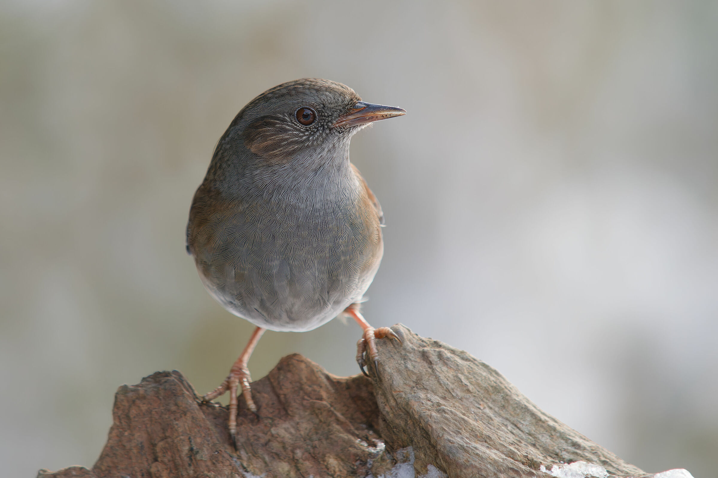 dunnock