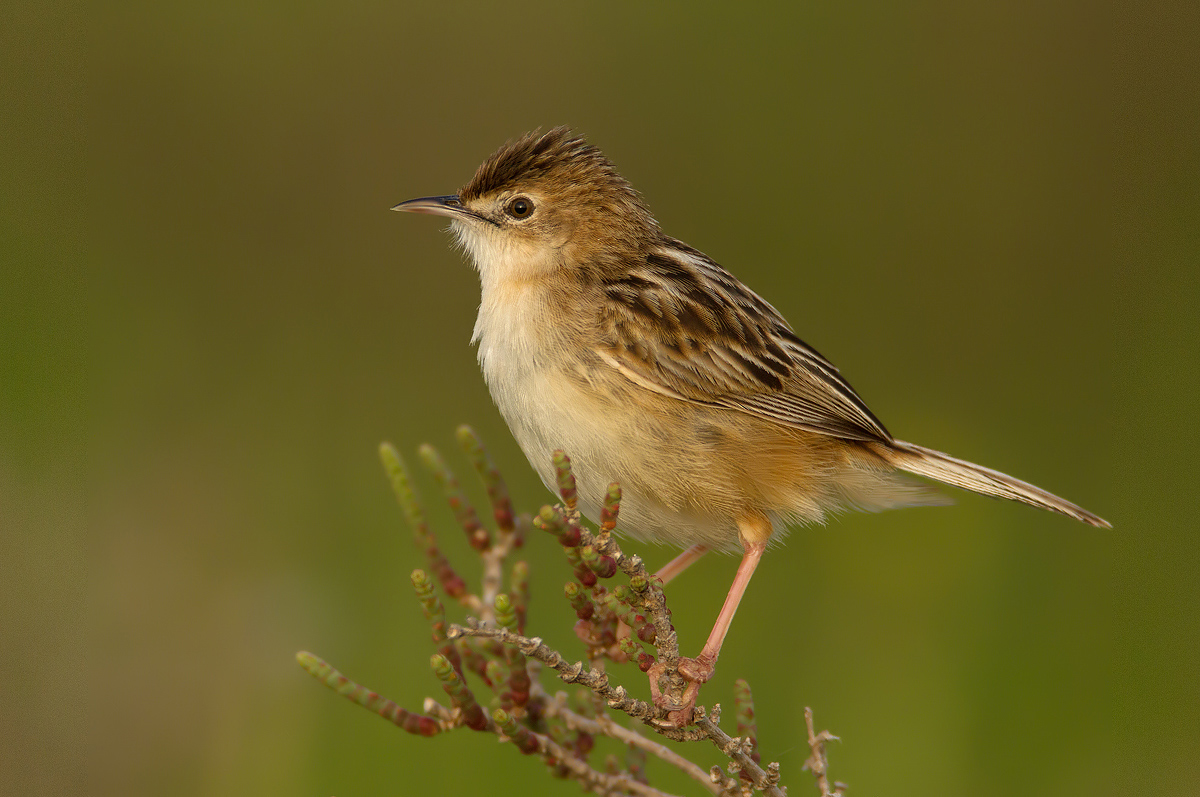 Zitting Cisticola