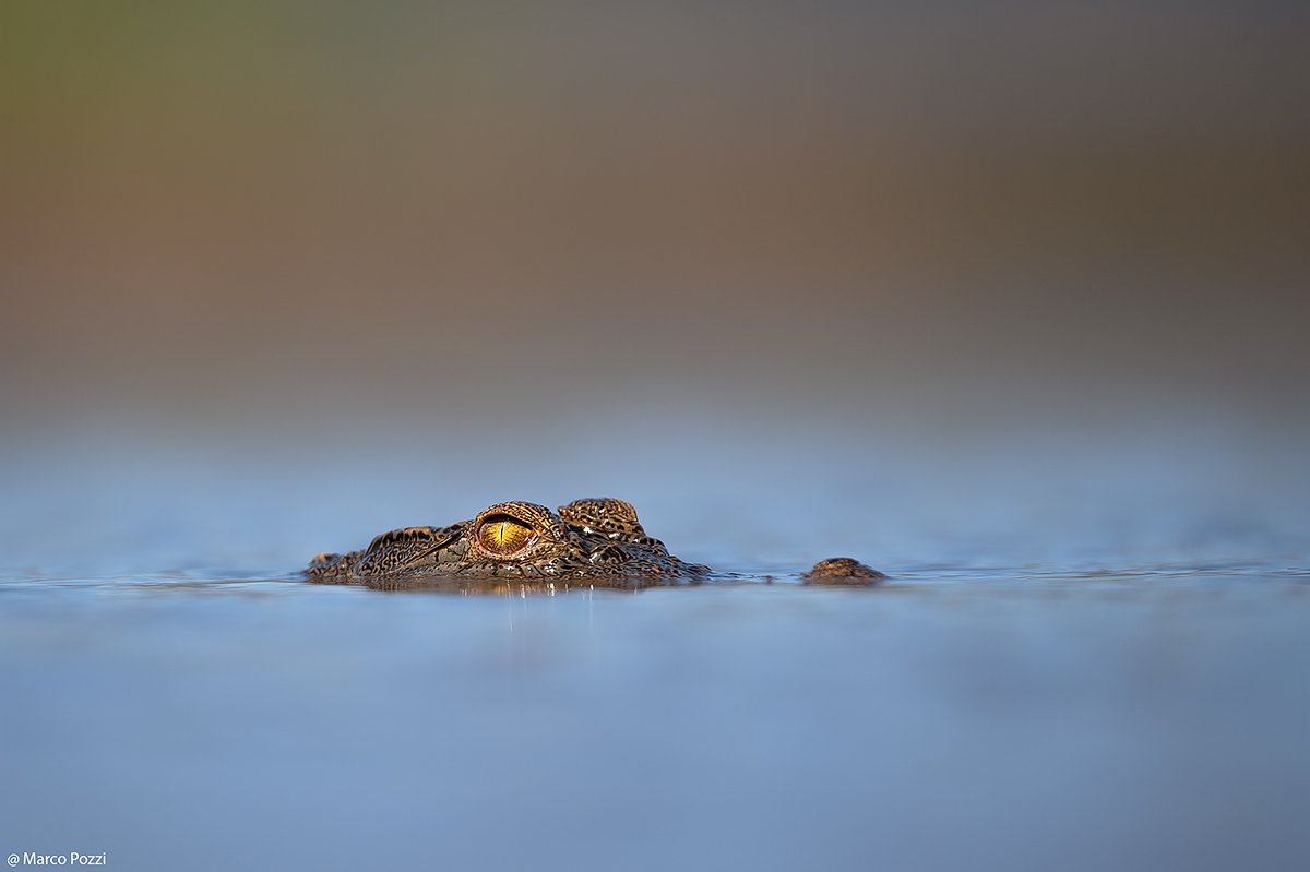 Piccolo sommergibile in arrivo ...