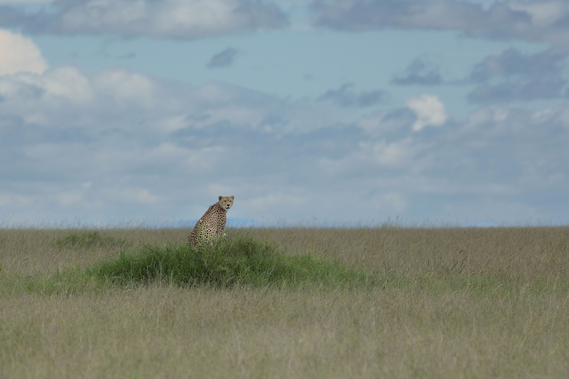 Serengeti