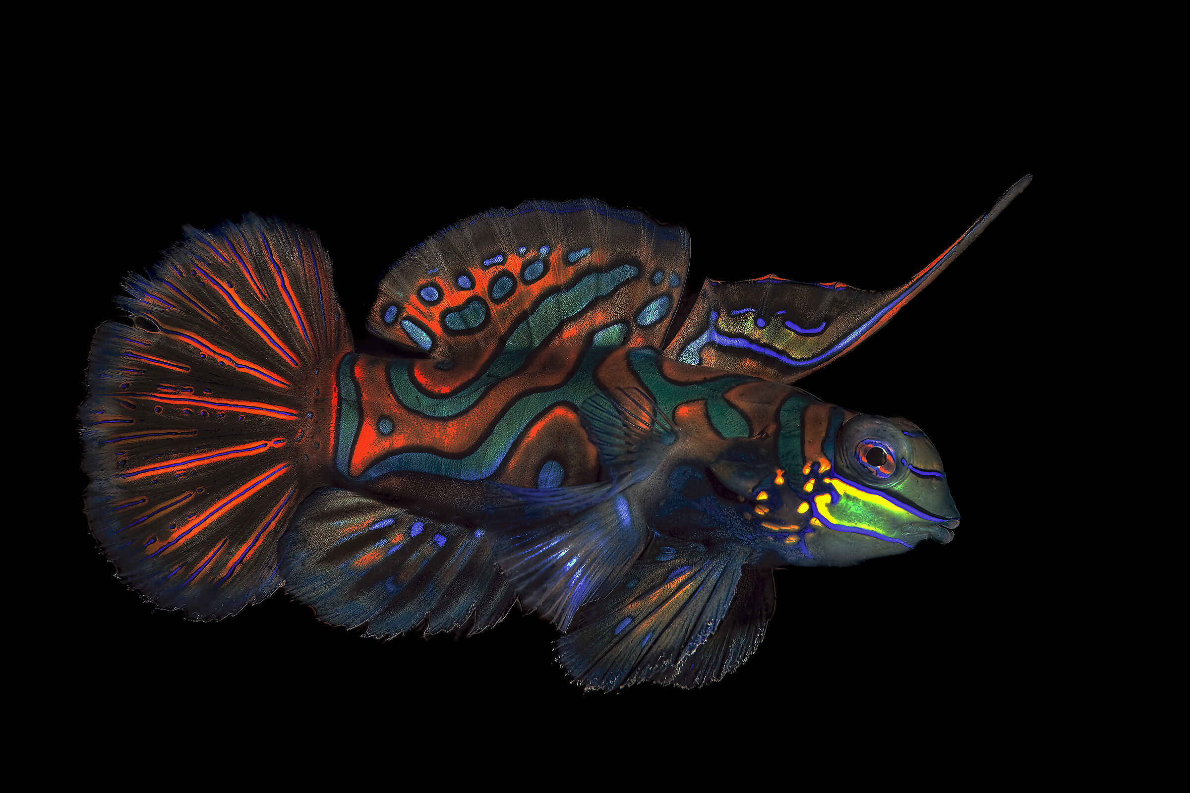 Mandarin fish