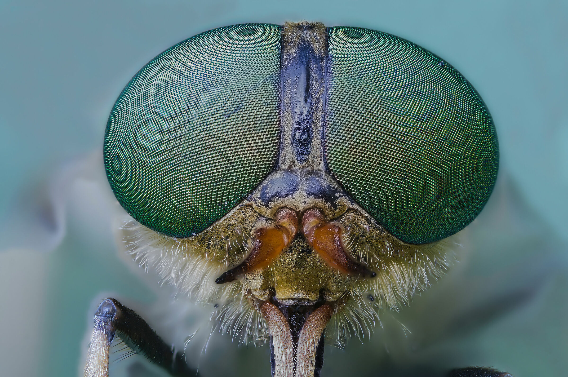 Philipomyia sp. z o.o.