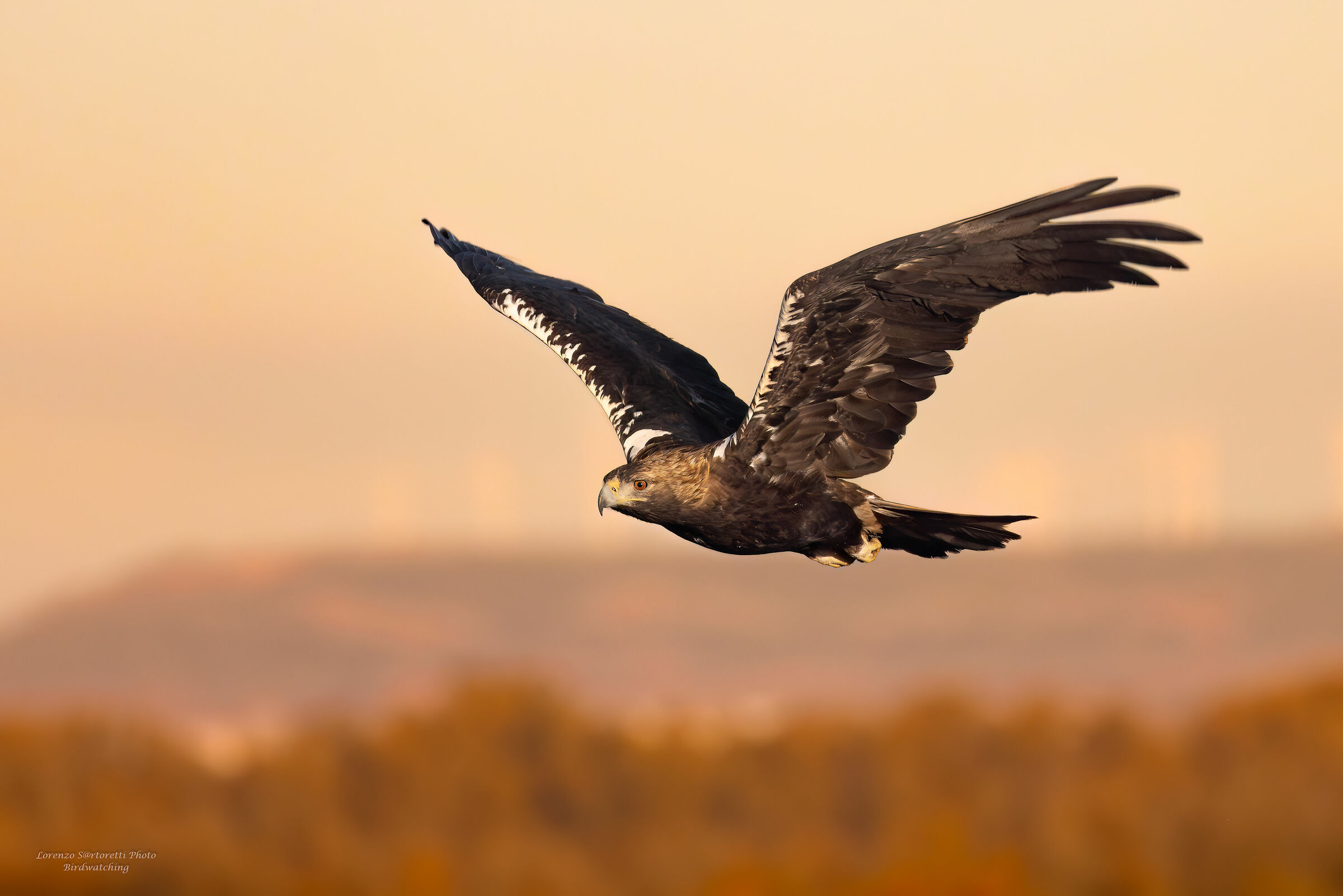 Aquila imperiale iberica