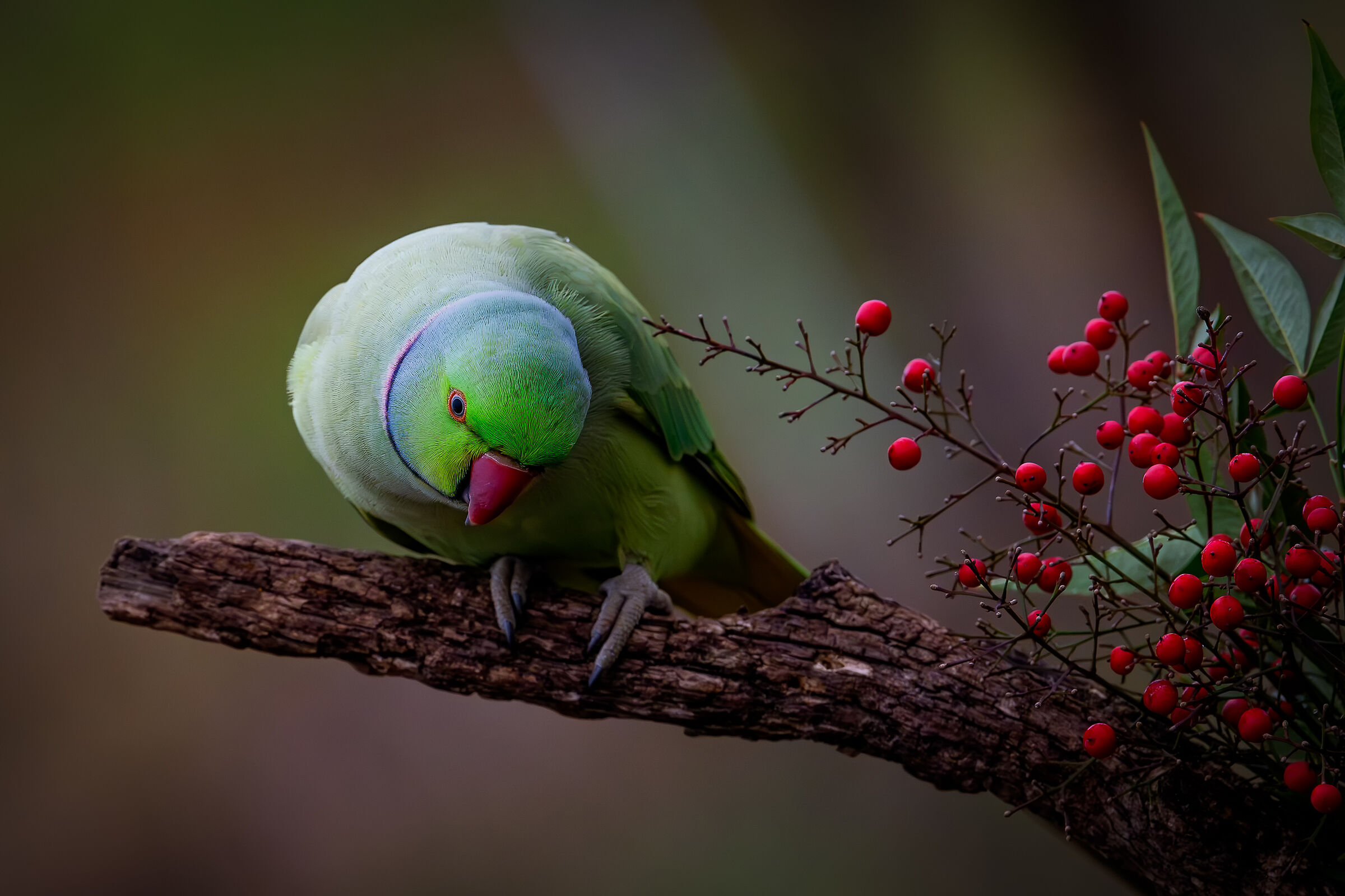 Parakeet #capannocora