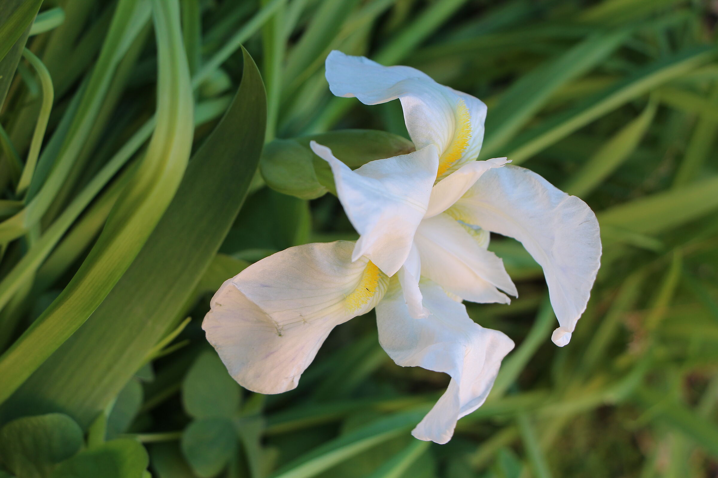 Anticipo di primavera