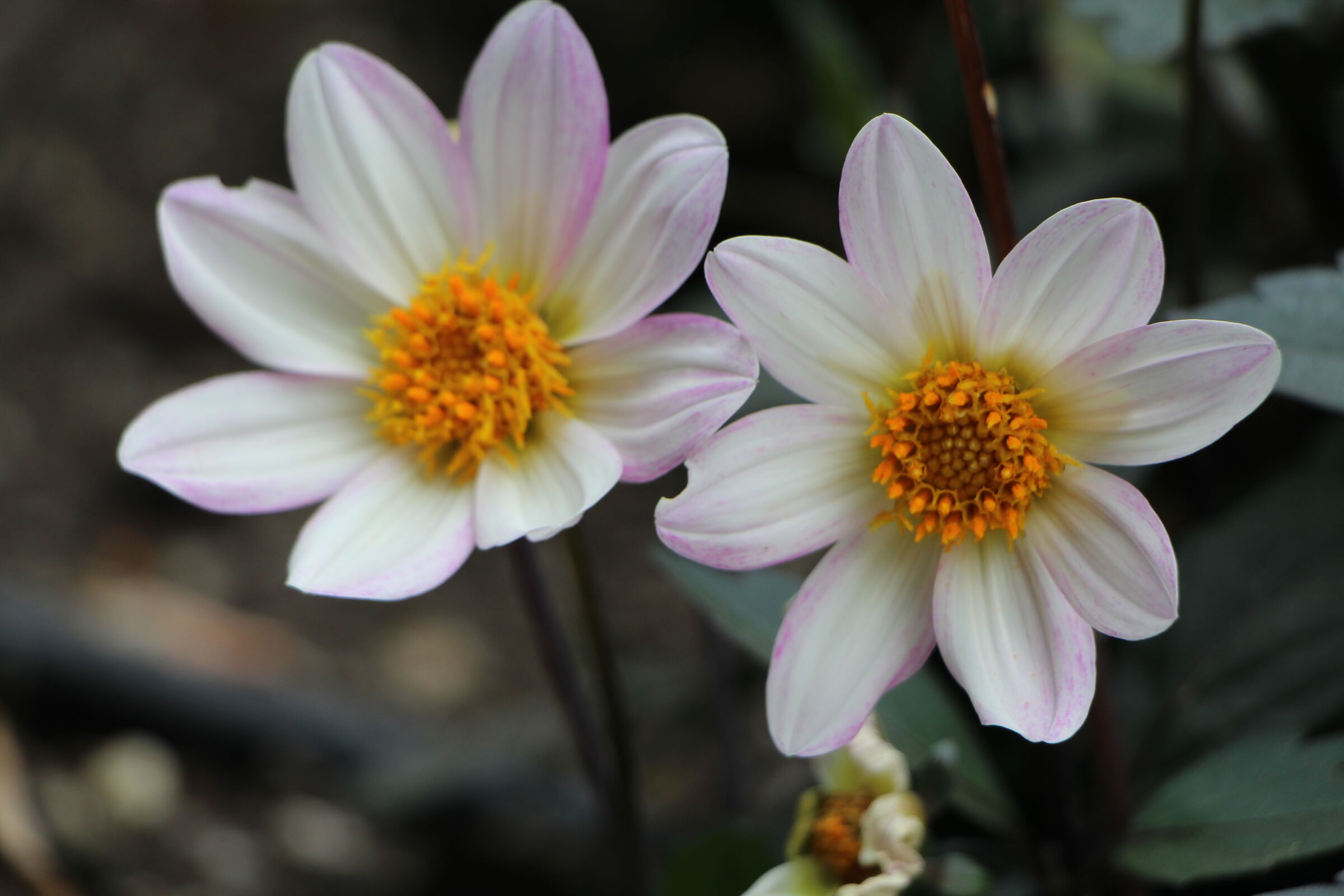 Anticipo di primavera