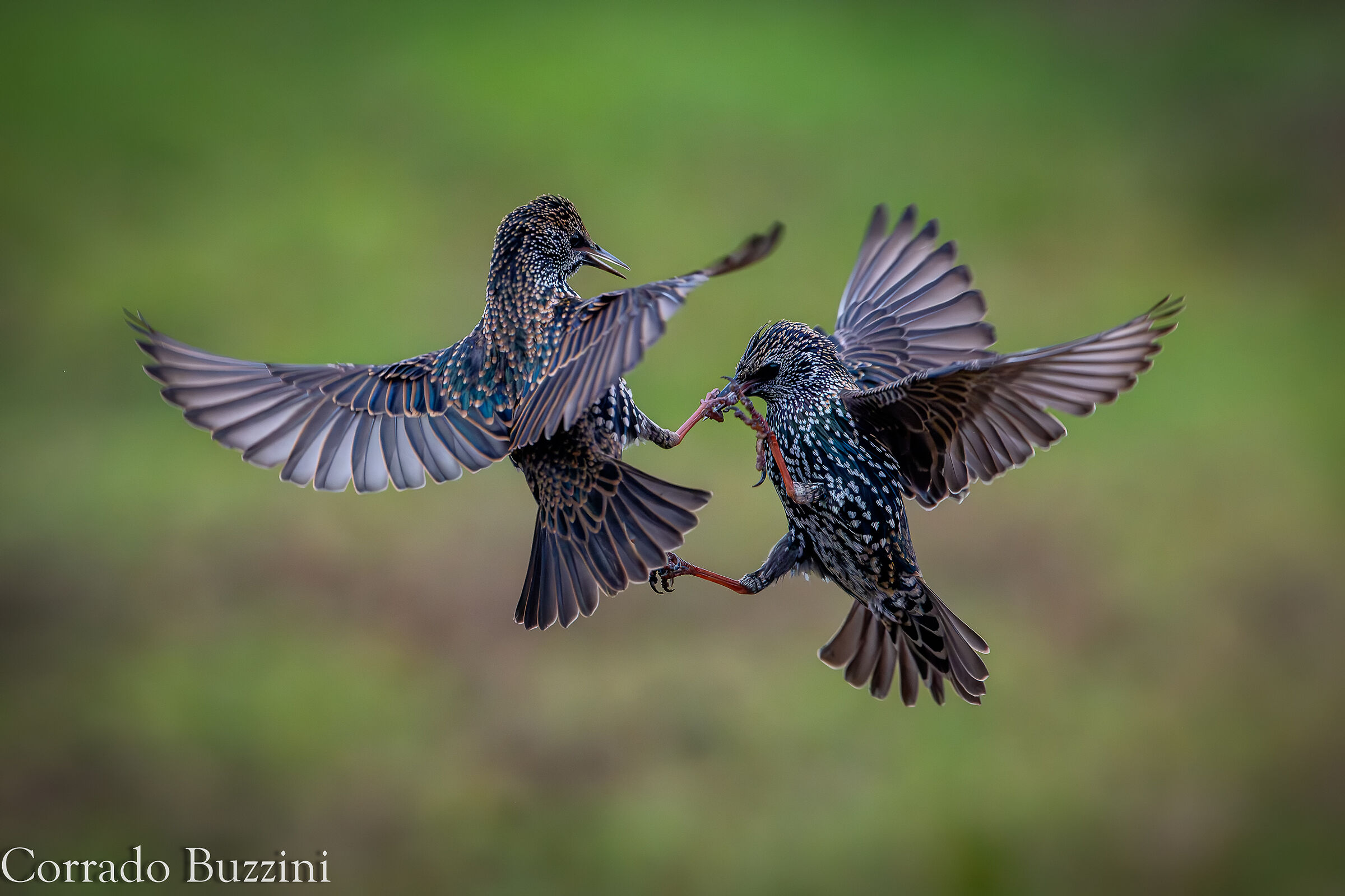 Reversal #capannocora