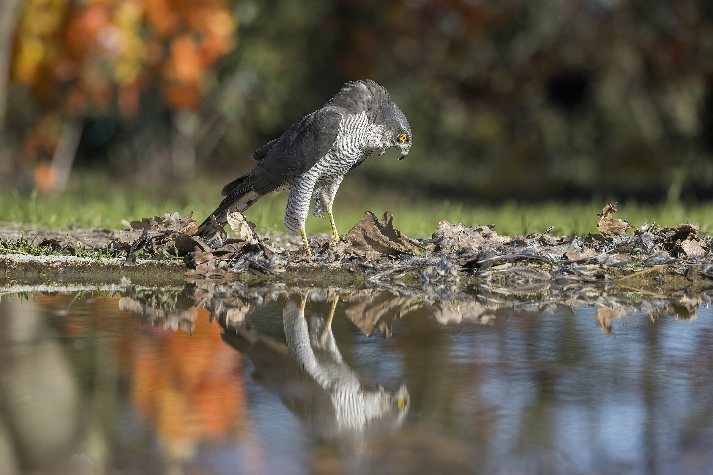 Sparviere gennaio 2024
