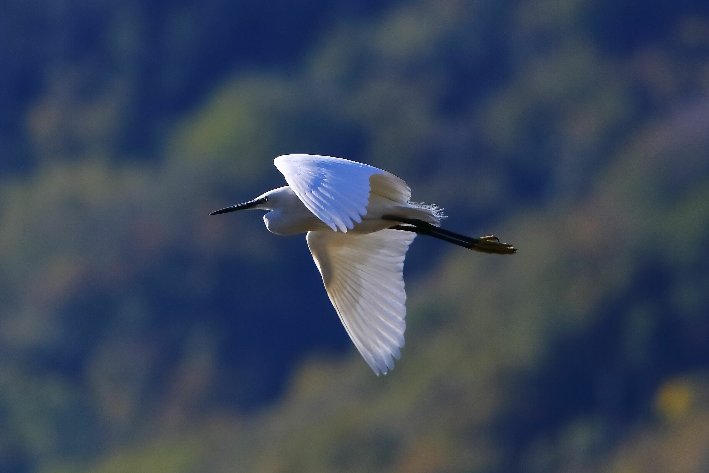 Little Egret 11-11-2023