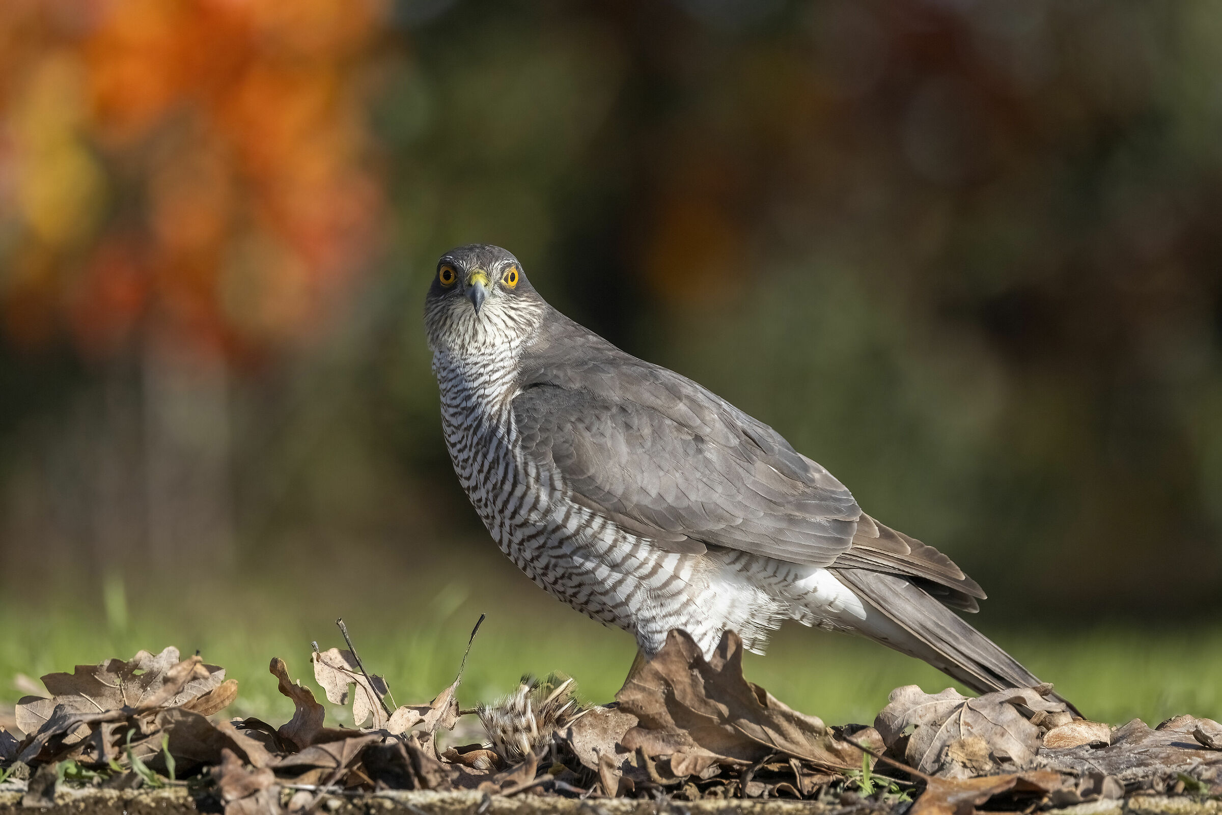 Sparviere gennaio 2024