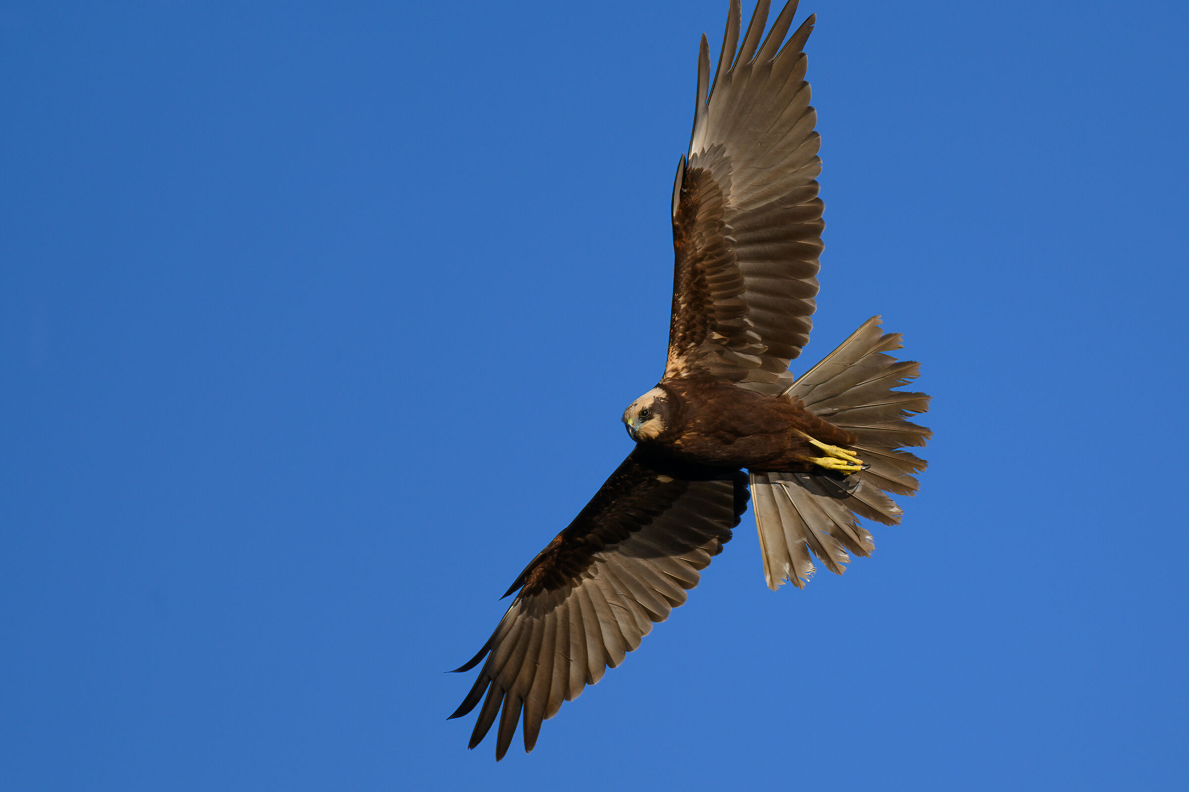 Marsh Harrier